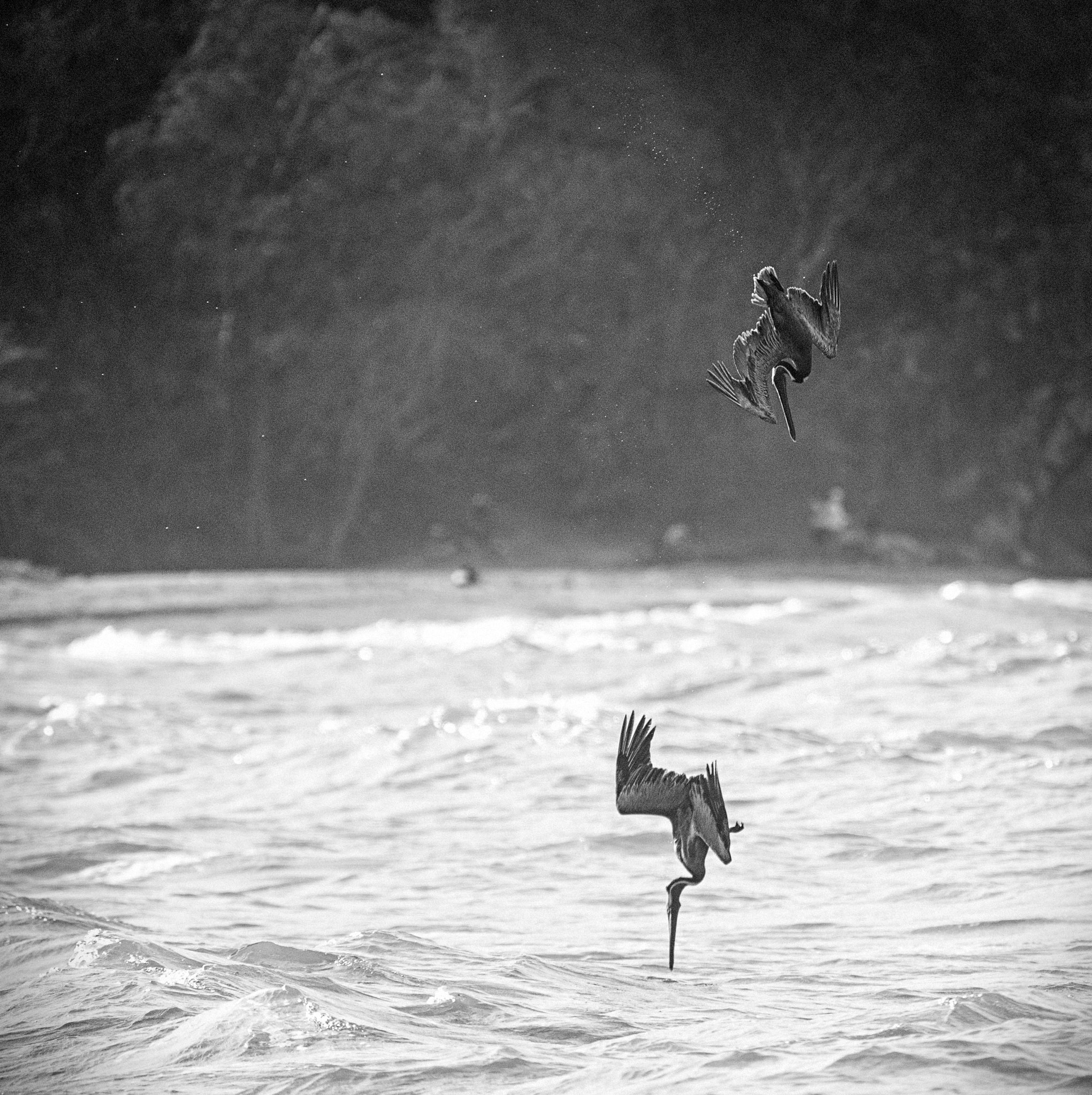 Nikon D3X sample photo. On target -pelican photography