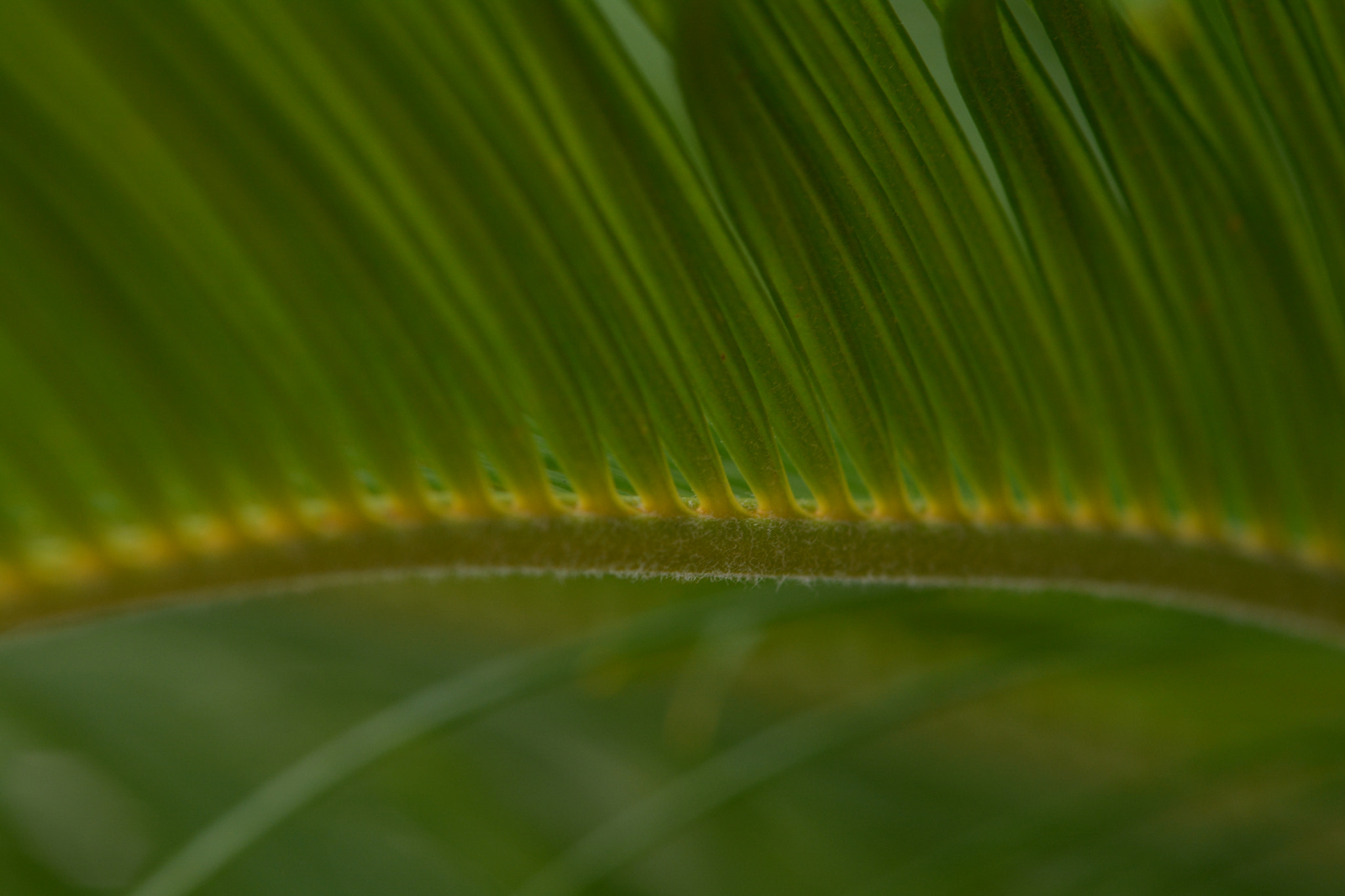 Nikon D7100 + Sigma 105mm F2.8 EX DG Macro sample photo. Caterpillar photography