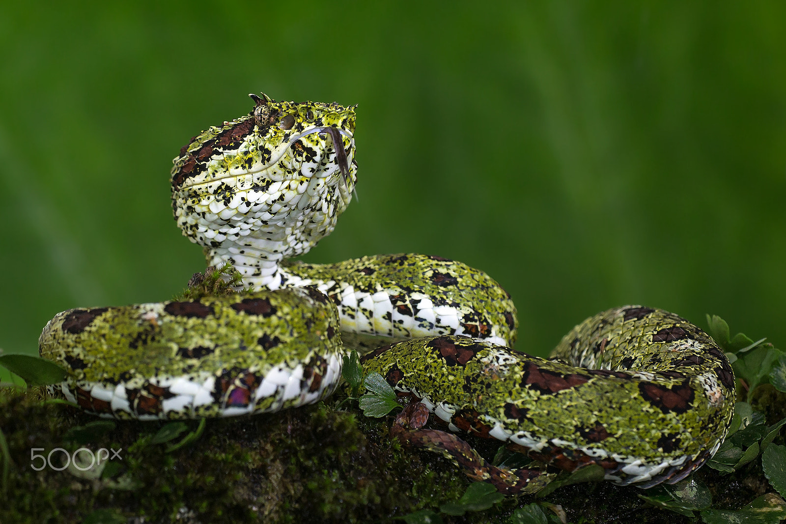 Canon EF 180mm F3.5L Macro USM sample photo. Bocaraca photography