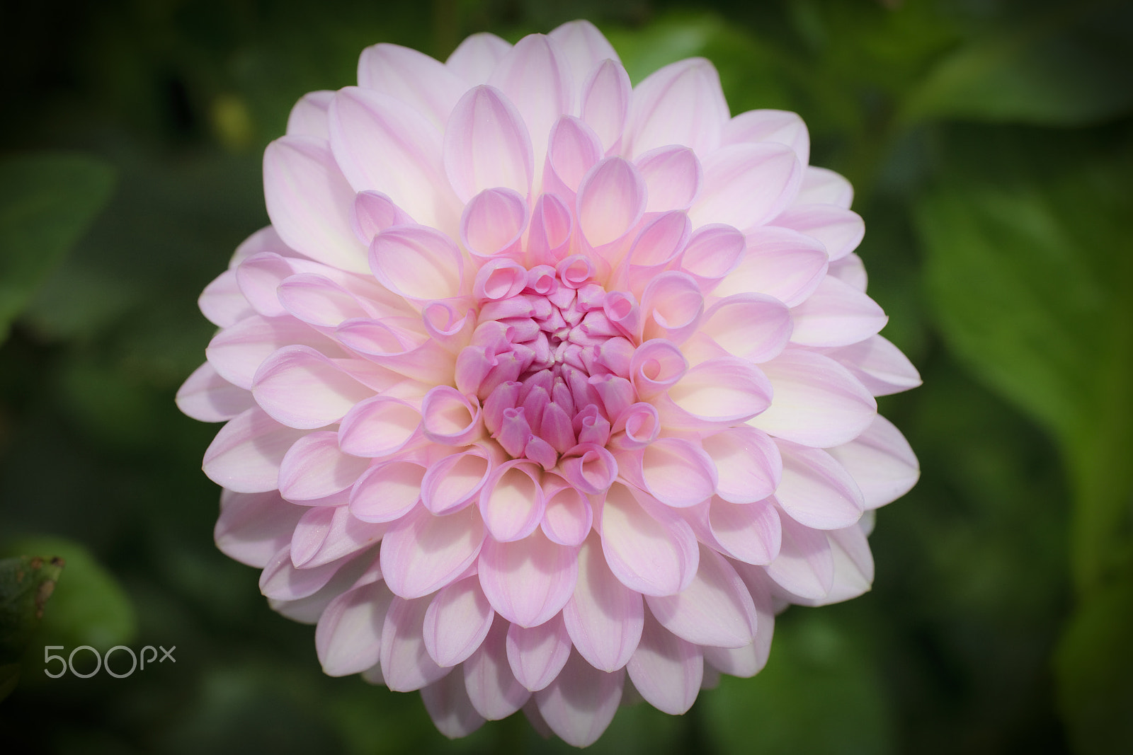 Canon EOS-1D Mark IV sample photo. Untittled photography
