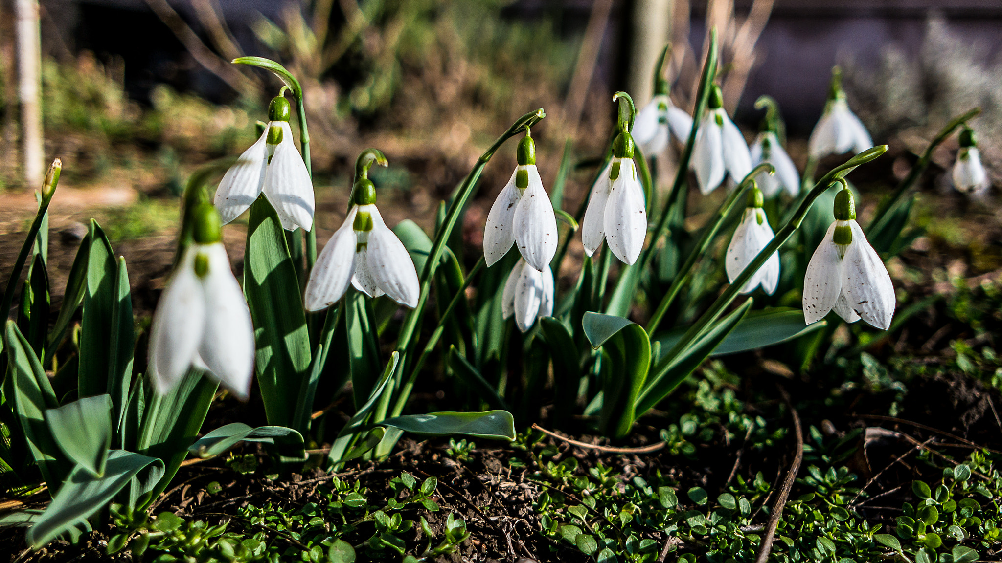 Samsung NX30 + Samsung NX 16mm F2.4 Pancake sample photo. Snowdrops photography