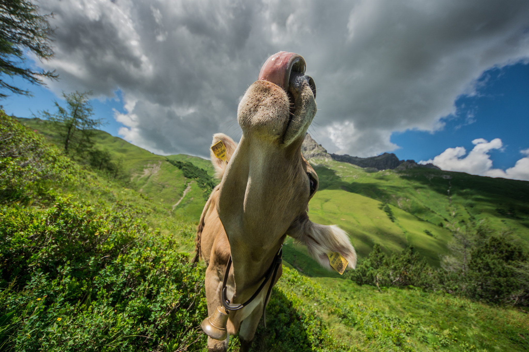 Sigma 8-16mm F4.5-5.6 DC HSM sample photo. Himmelsschlecker photography