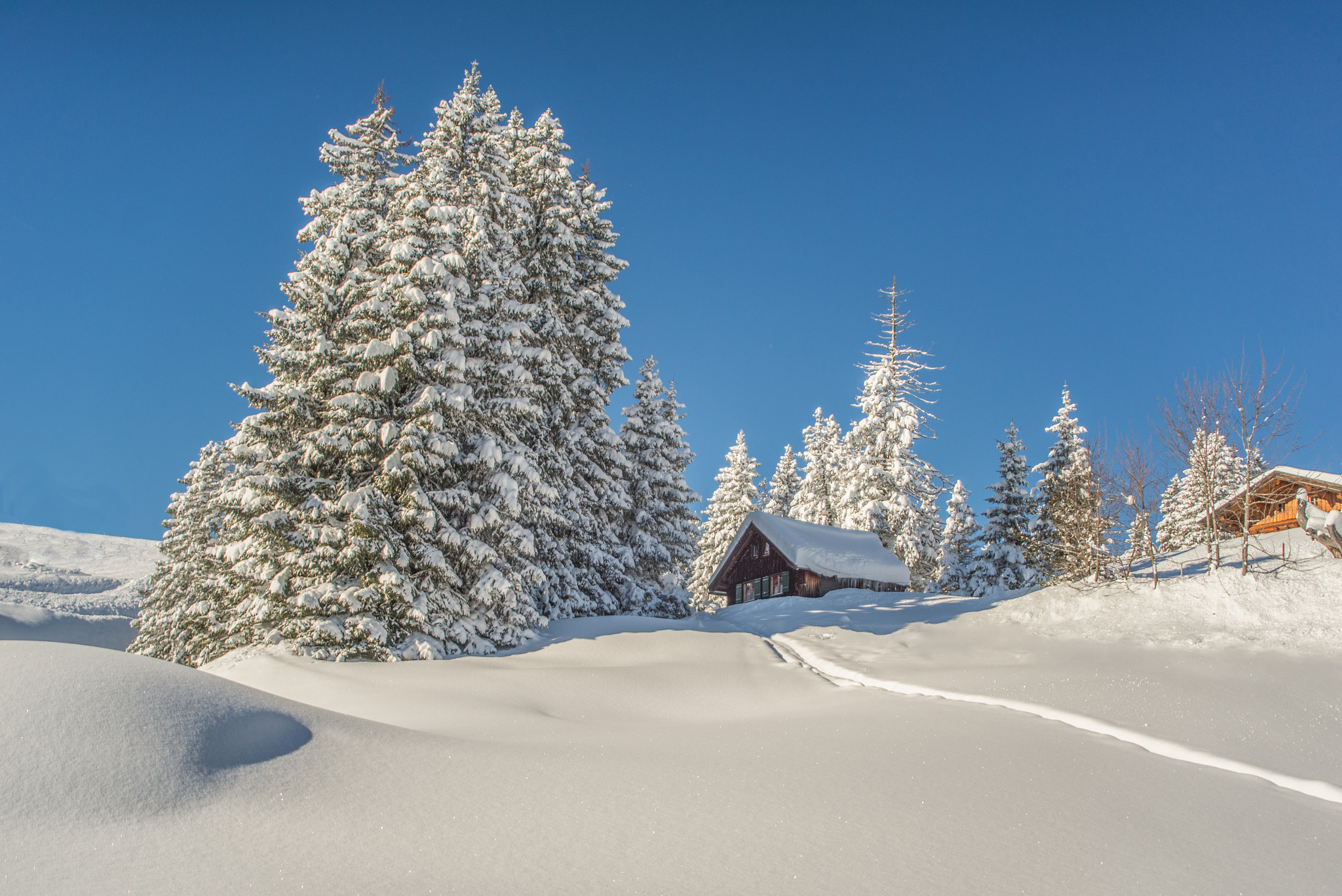 Nikon D600 sample photo. Hidden in snow photography
