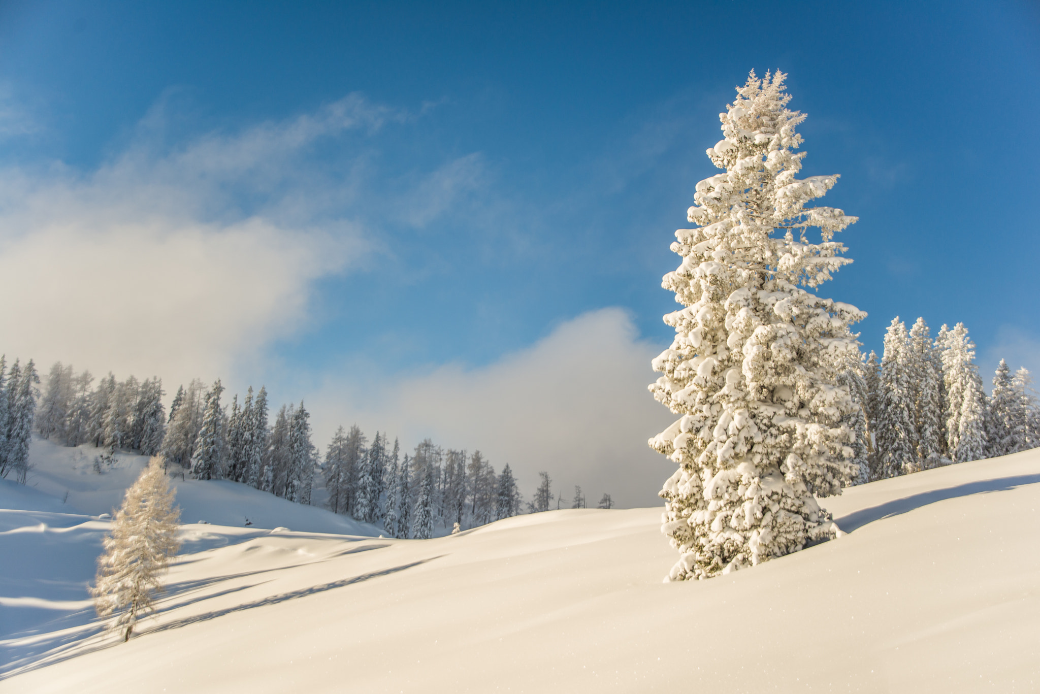 Nikon D600 + Sigma 28-200mm F3.5-5.6 Compact Aspherical Hyperzoom Macro sample photo. Snow covered photography