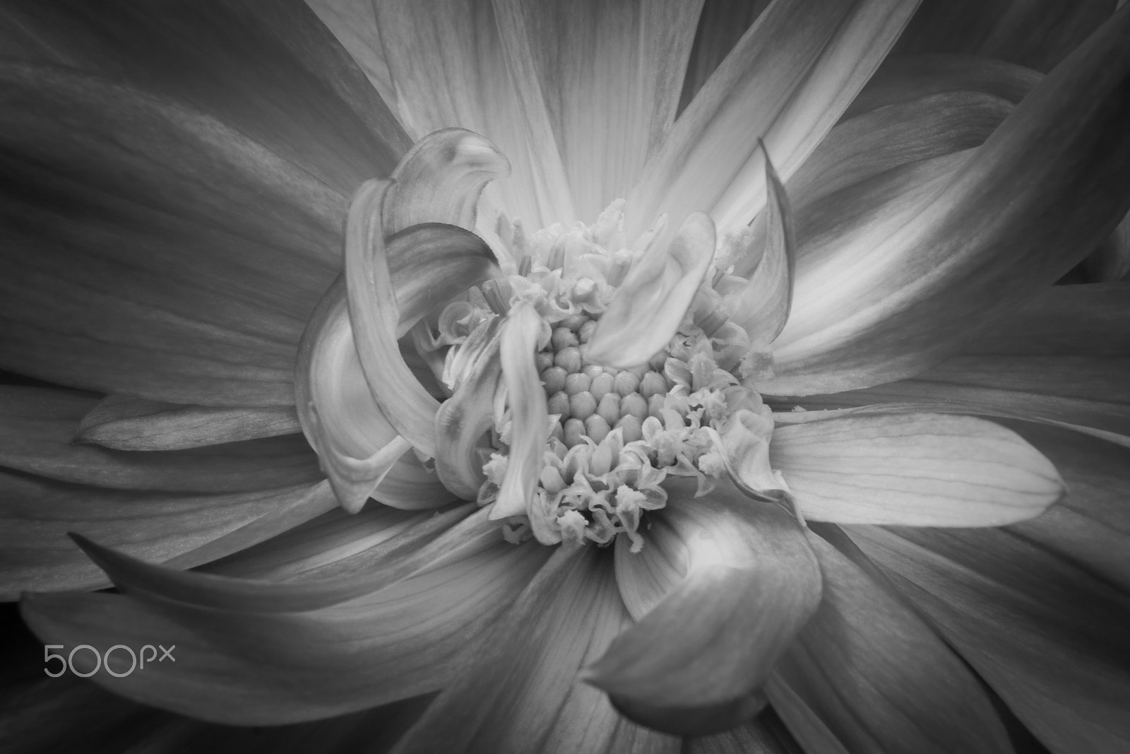 Canon EOS-1D Mark IV sample photo. Untittled photography