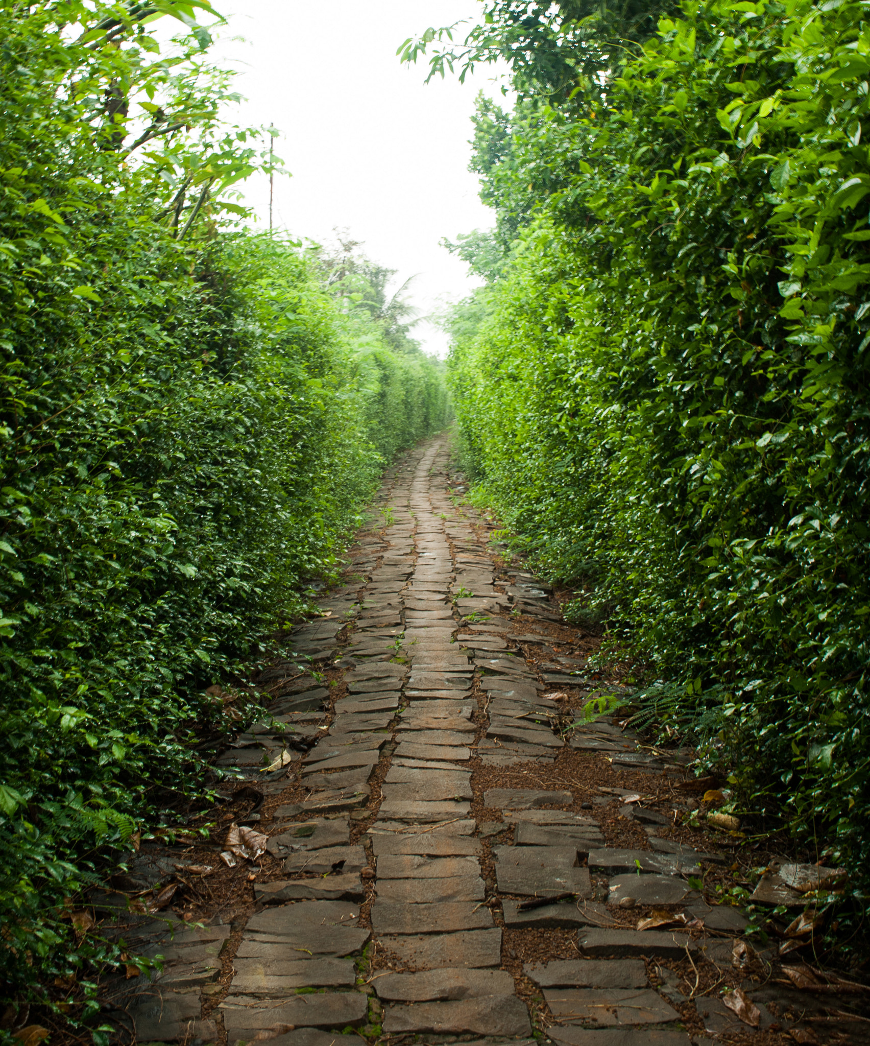 Nikon D200 sample photo. The walk photography