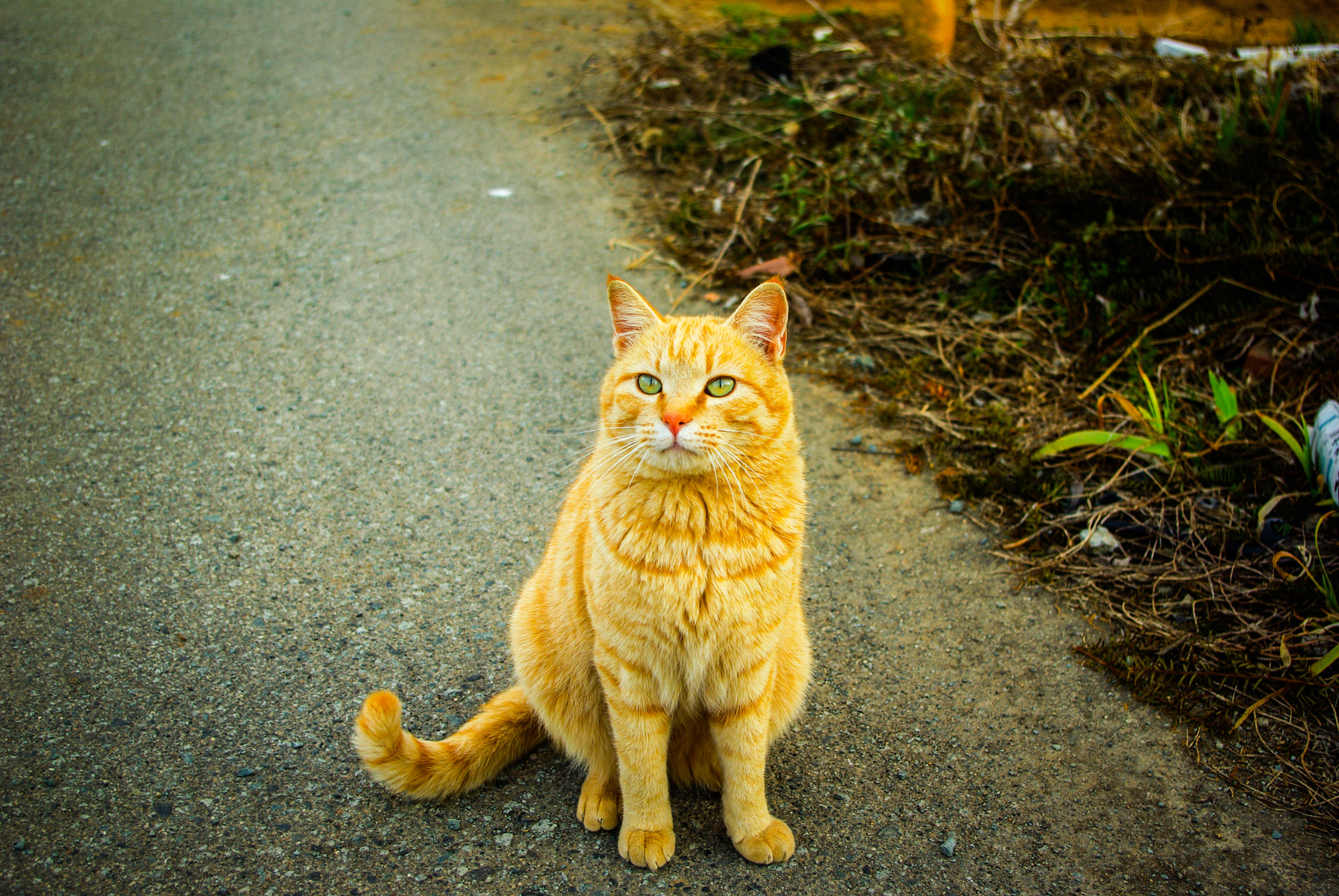 Pentax K10D sample photo. 僕はマメです photography