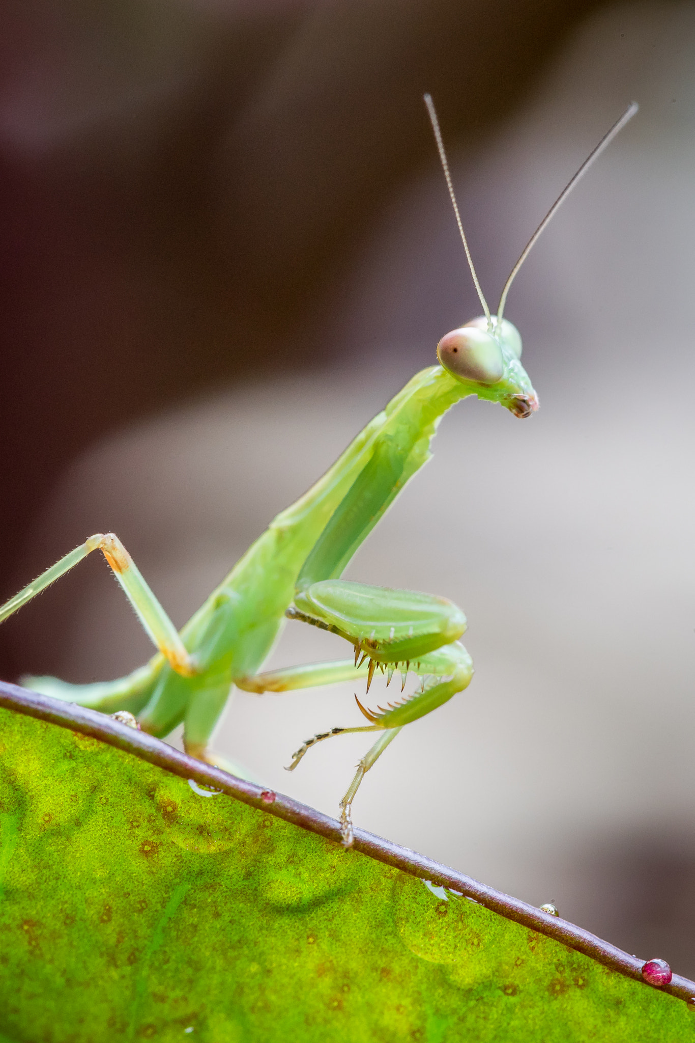 Sony a7 II + Canon EF 100mm F2.8 Macro USM sample photo. Curious visitor photography