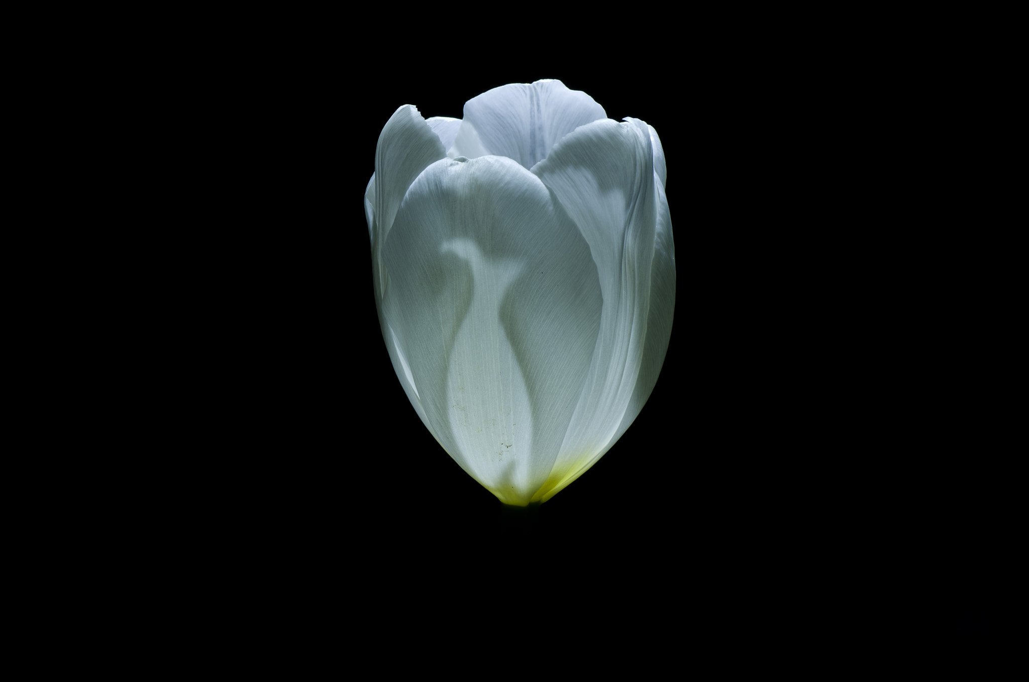 Tamron SP AF 90mm F2.8 Di Macro sample photo. White heart photography