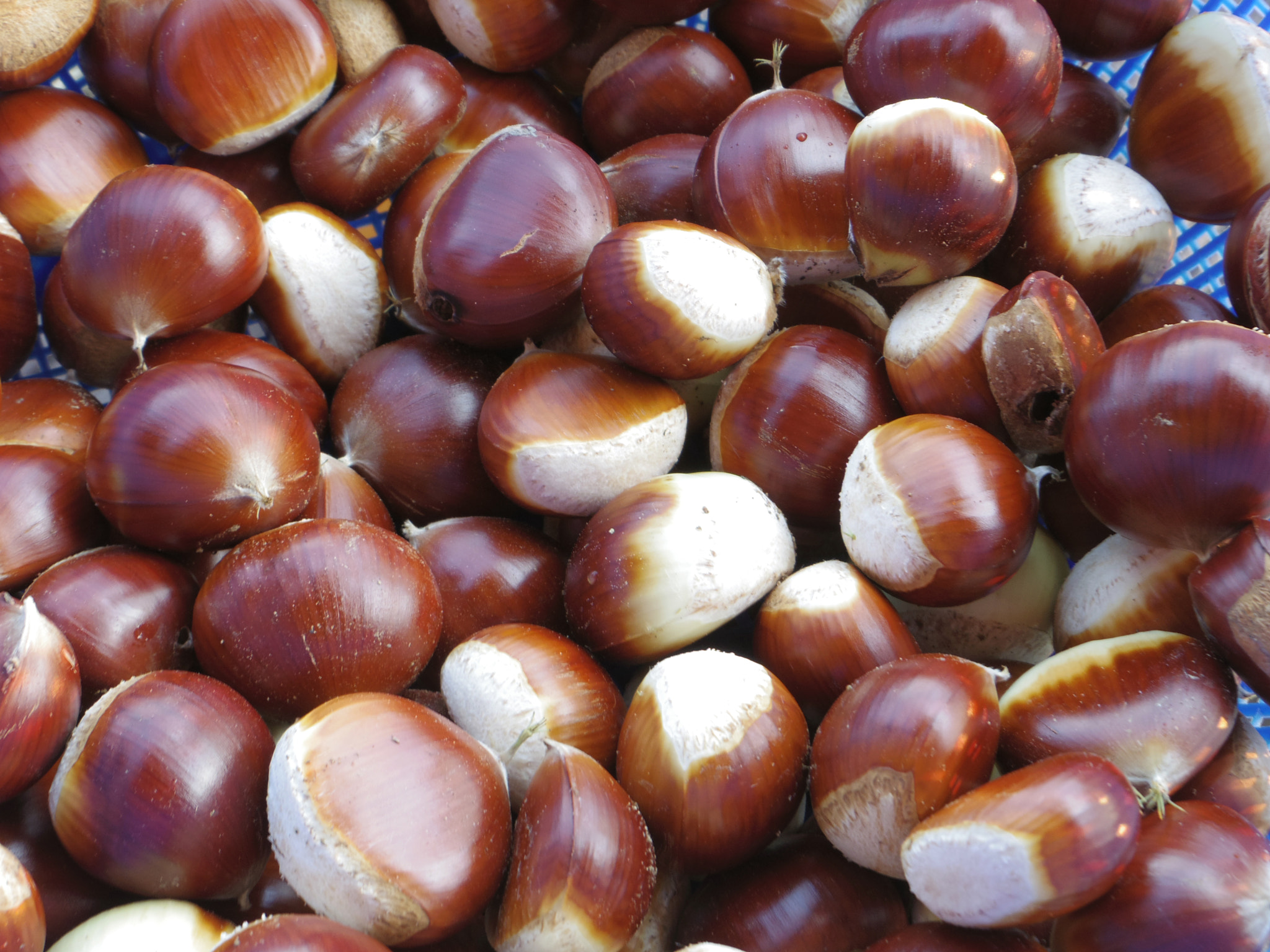 Pentax 02 Standard Zoom sample photo. Wild chestnuts photography