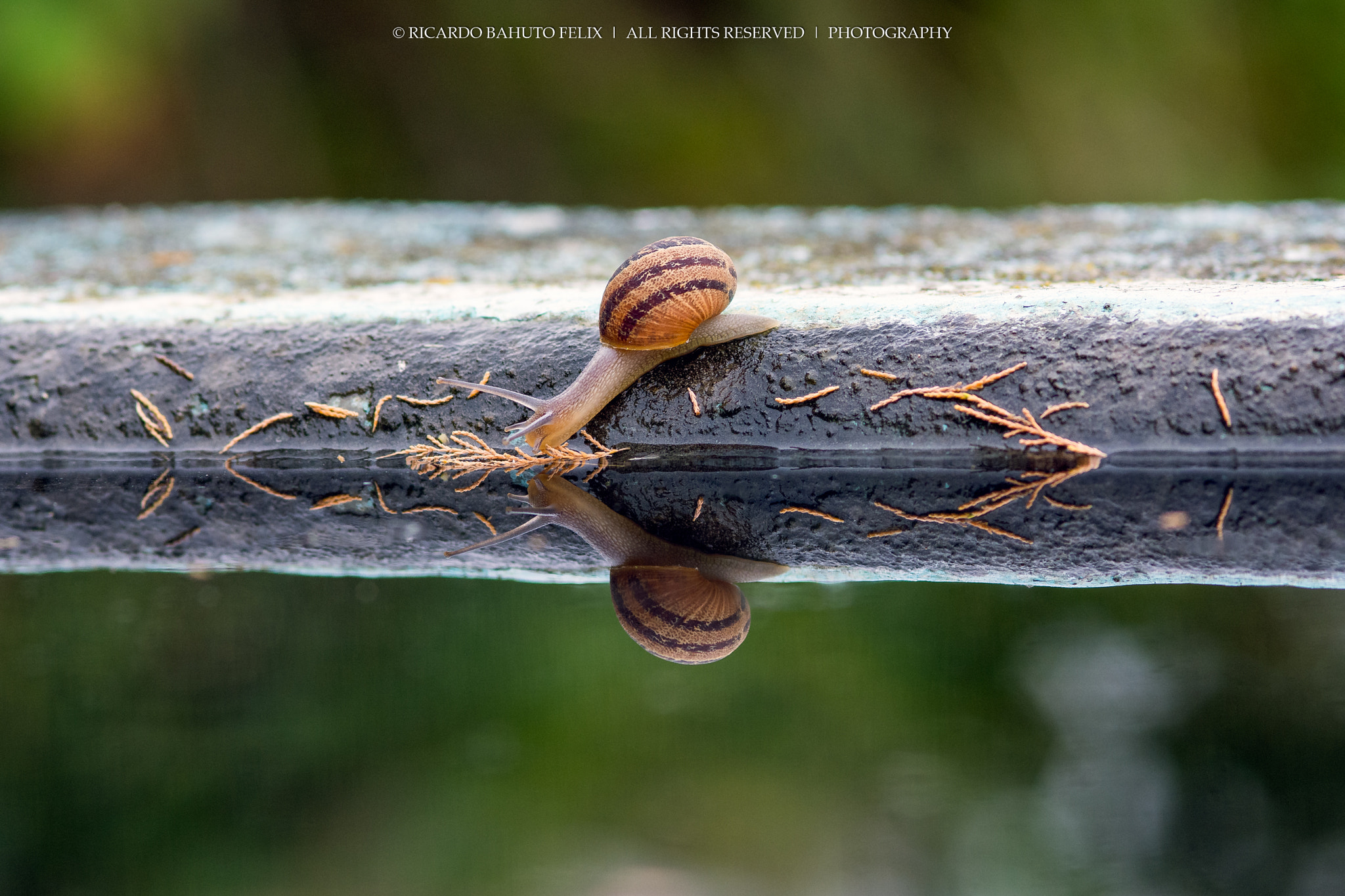 Nikon D7100 + AF Micro-Nikkor 105mm f/2.8 sample photo. Kissing the water photography
