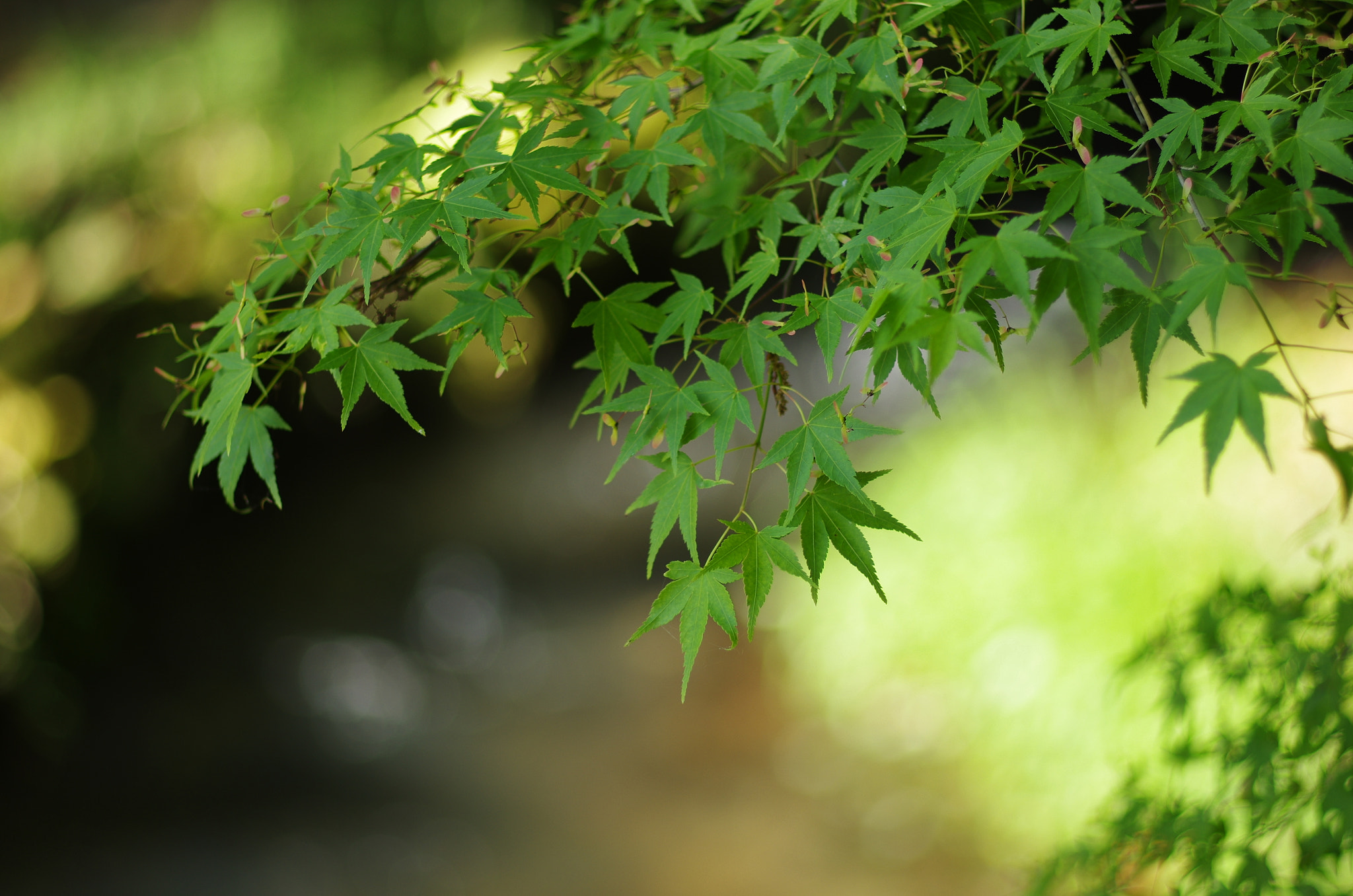 Pentax smc FA 77mm 1.8 Limited sample photo. Green photography