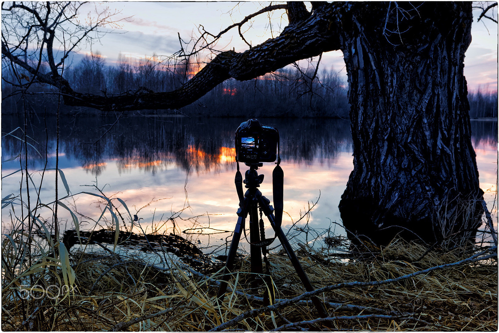 Canon EOS-1Ds Mark III sample photo. Photographing sunset on the lake. a huge poplar in photography