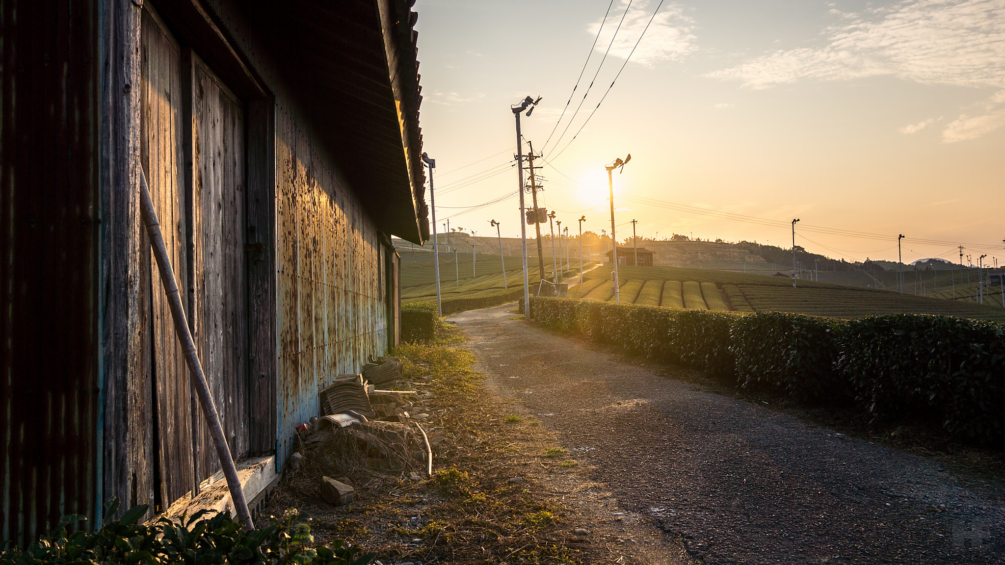 Sony Alpha NEX-7 + Sigma 19mm F2.8 EX DN sample photo. Tea plantation photography