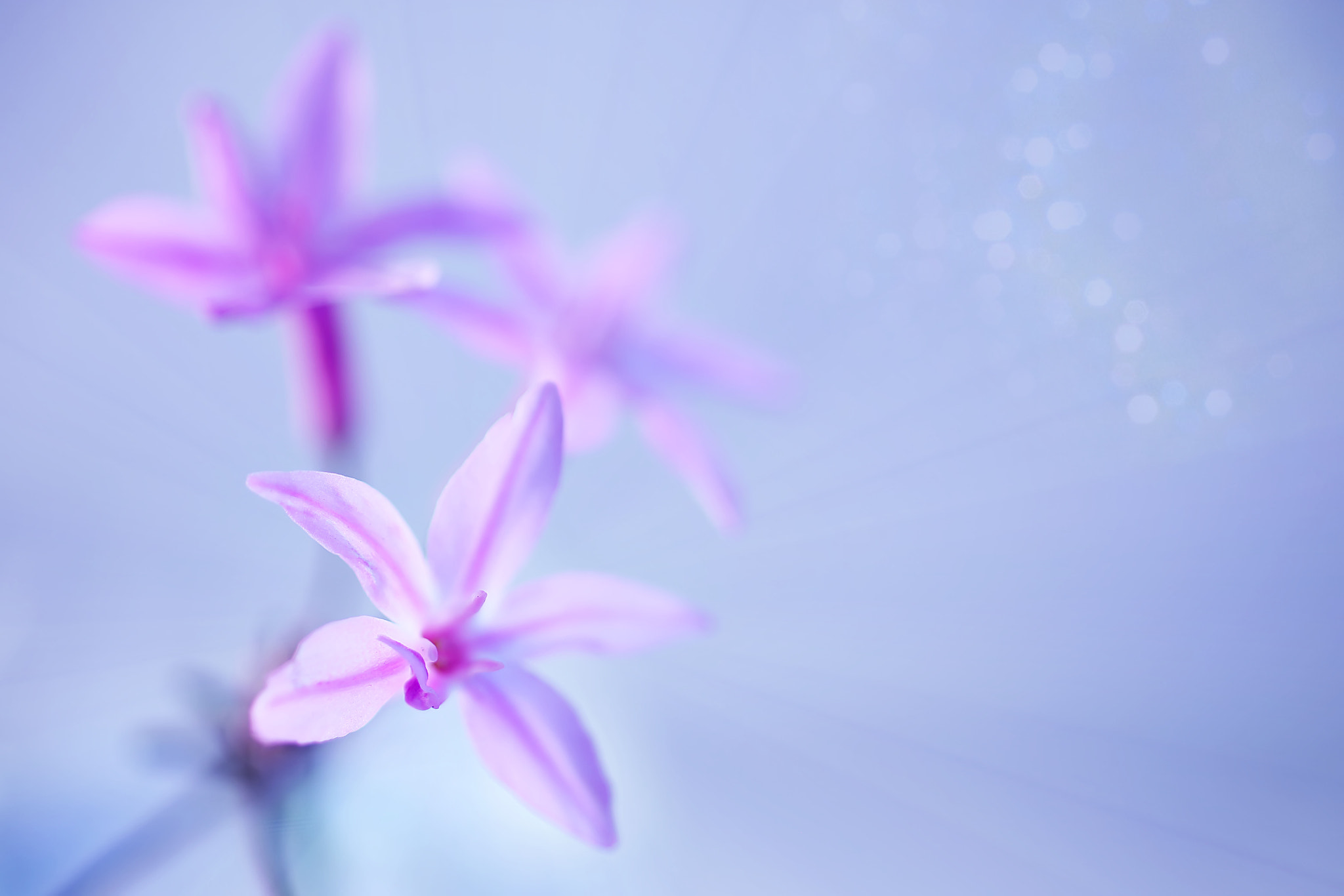 Canon EF 50mm F2.5 Macro sample photo. Nikki pikki photography