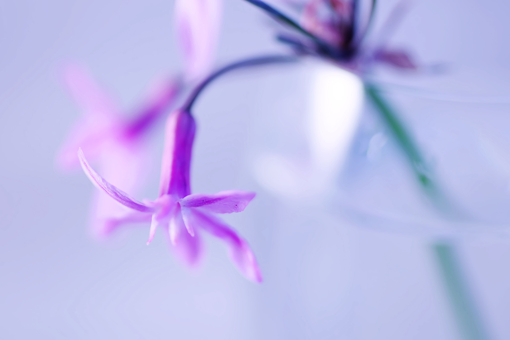 Canon EF 50mm F2.5 Macro sample photo. Tutu photography