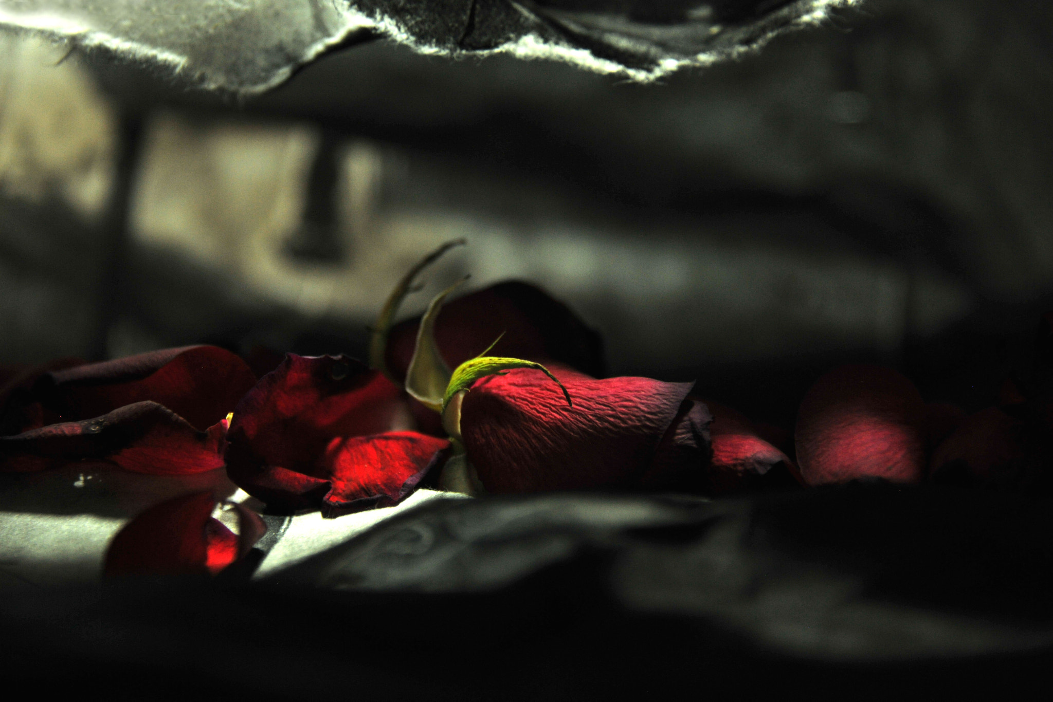 Nikon D3X sample photo. Rose photography