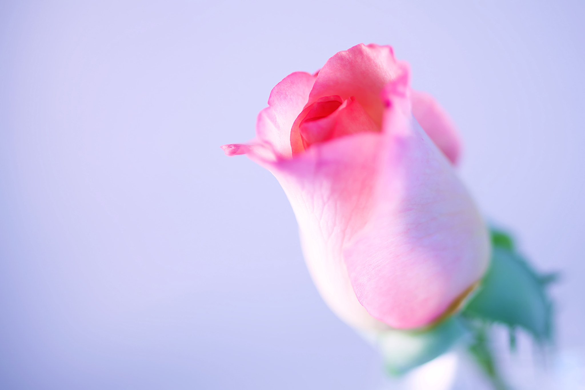 Canon EF 50mm F2.5 Macro sample photo. Adolescent photography