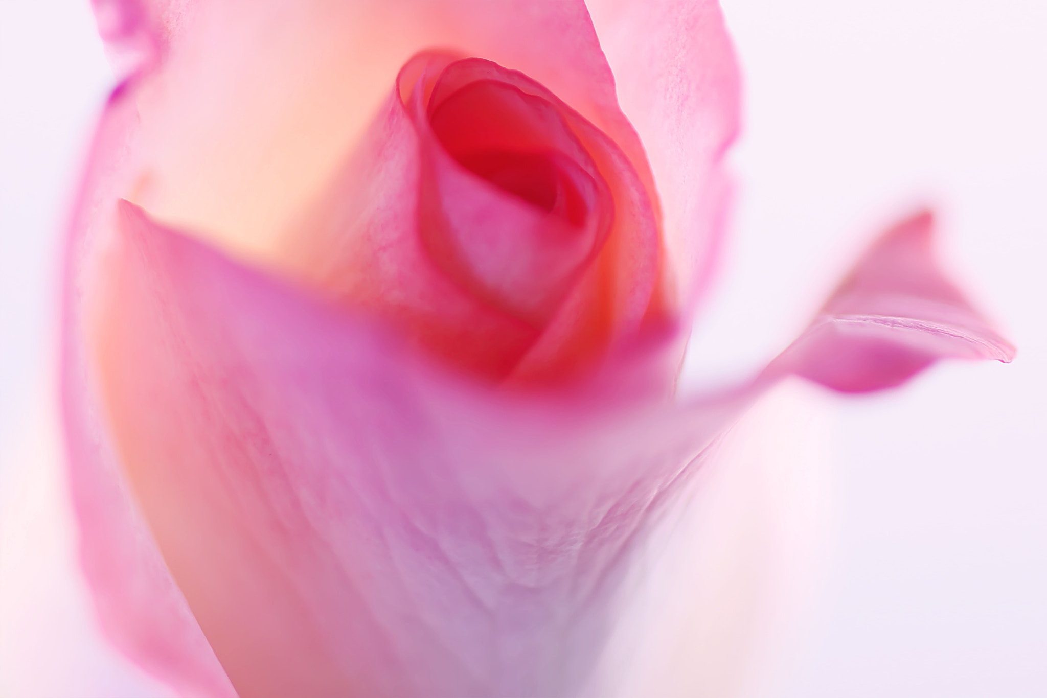Canon EF 50mm F2.5 Macro sample photo. Flunsa photography