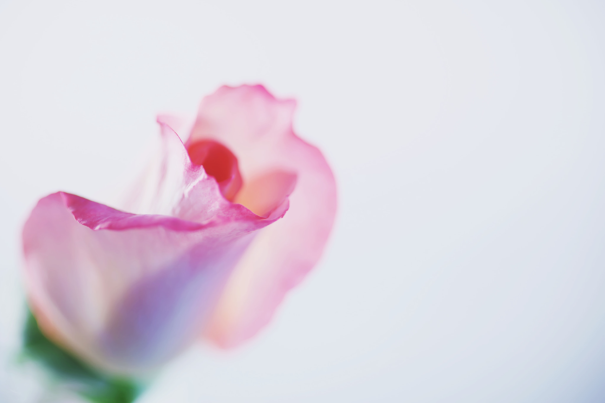 Canon EF 50mm F2.5 Macro sample photo. Bashful photography
