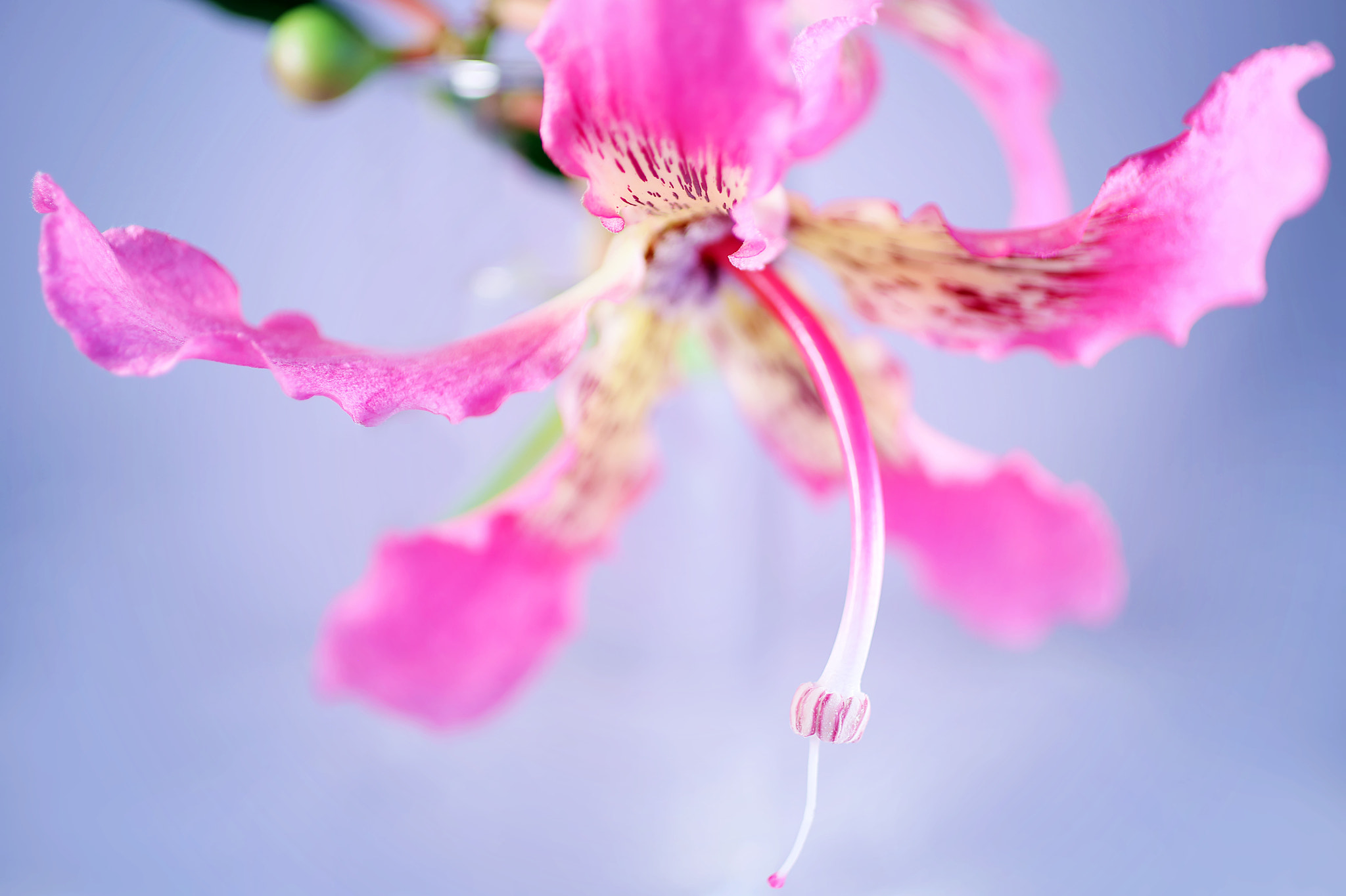 Canon EF 50mm F2.5 Macro sample photo. Ikran photography