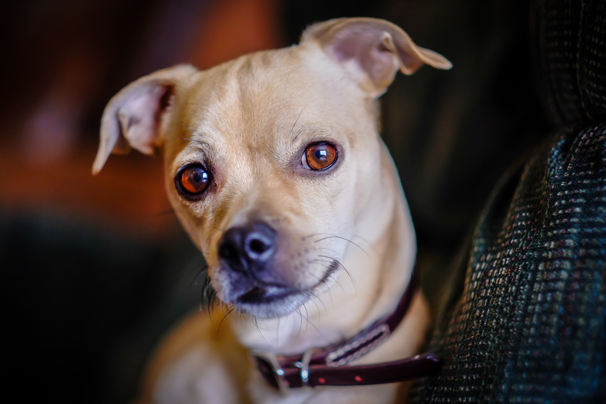 Fujifilm X-E1 + Fujifilm XF 56mm F1.2 R sample photo. Falkor the luck terrier photography