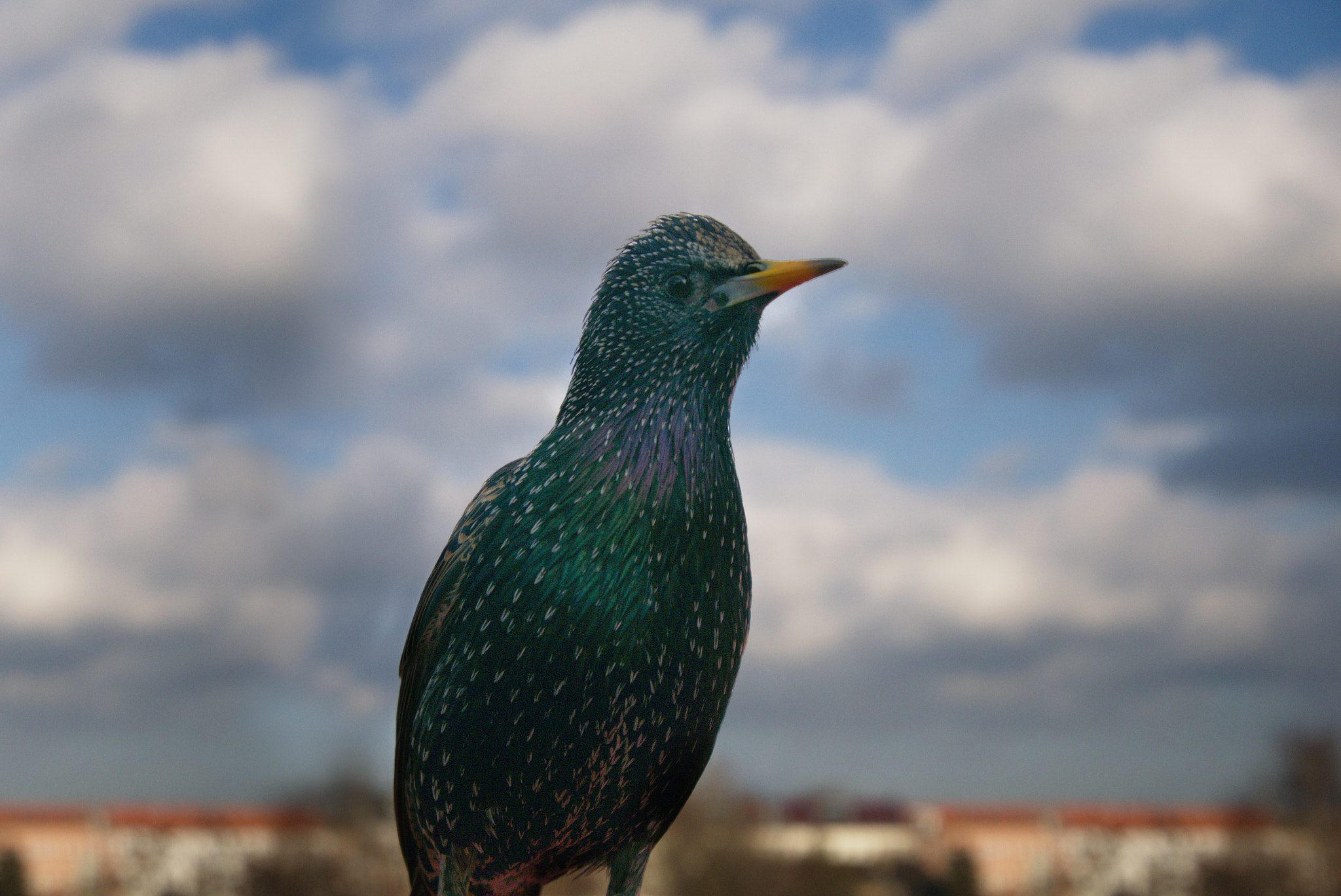 Panasonic Lumix G Vario HD 12-32mm F3.5-5.6 Mega OIS sample photo. The bird photography