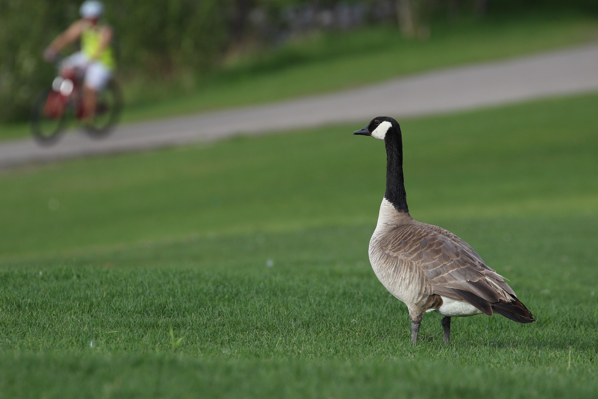 Canon EF 70-300mm F4-5.6L IS USM sample photo. Having a gander.jpg photography