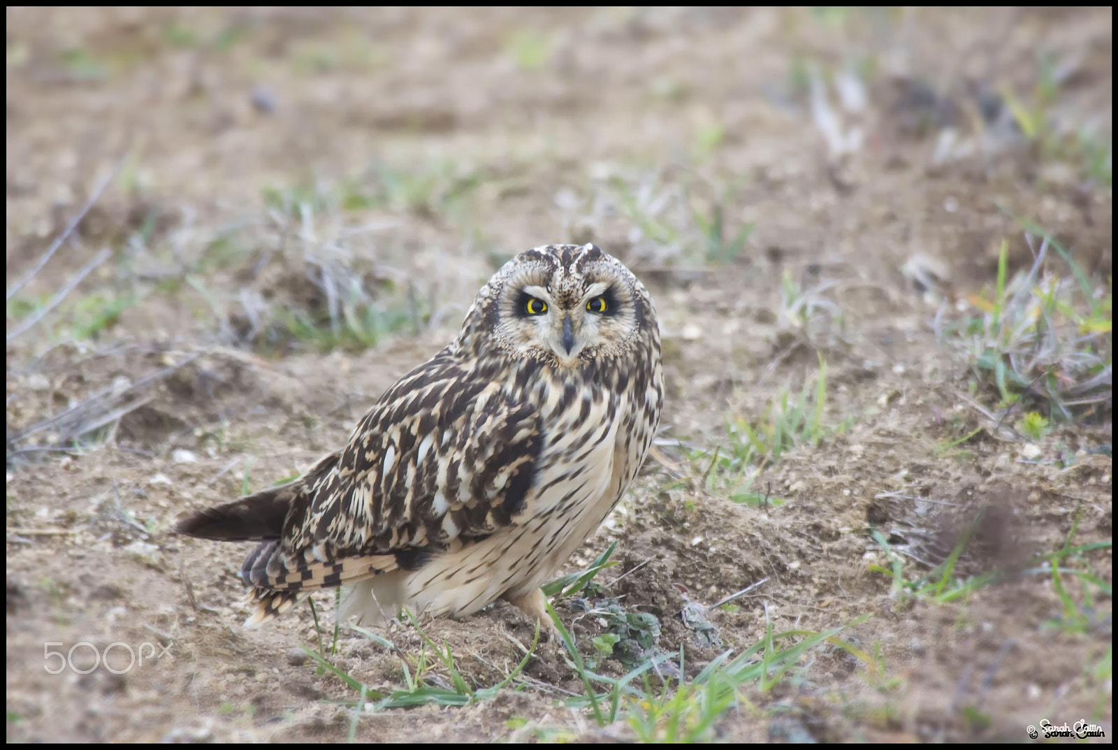 Canon EOS 700D (EOS Rebel T5i / EOS Kiss X7i) + Canon EF 100-300mm f/5.6 sample photo. Hibou des marais photography