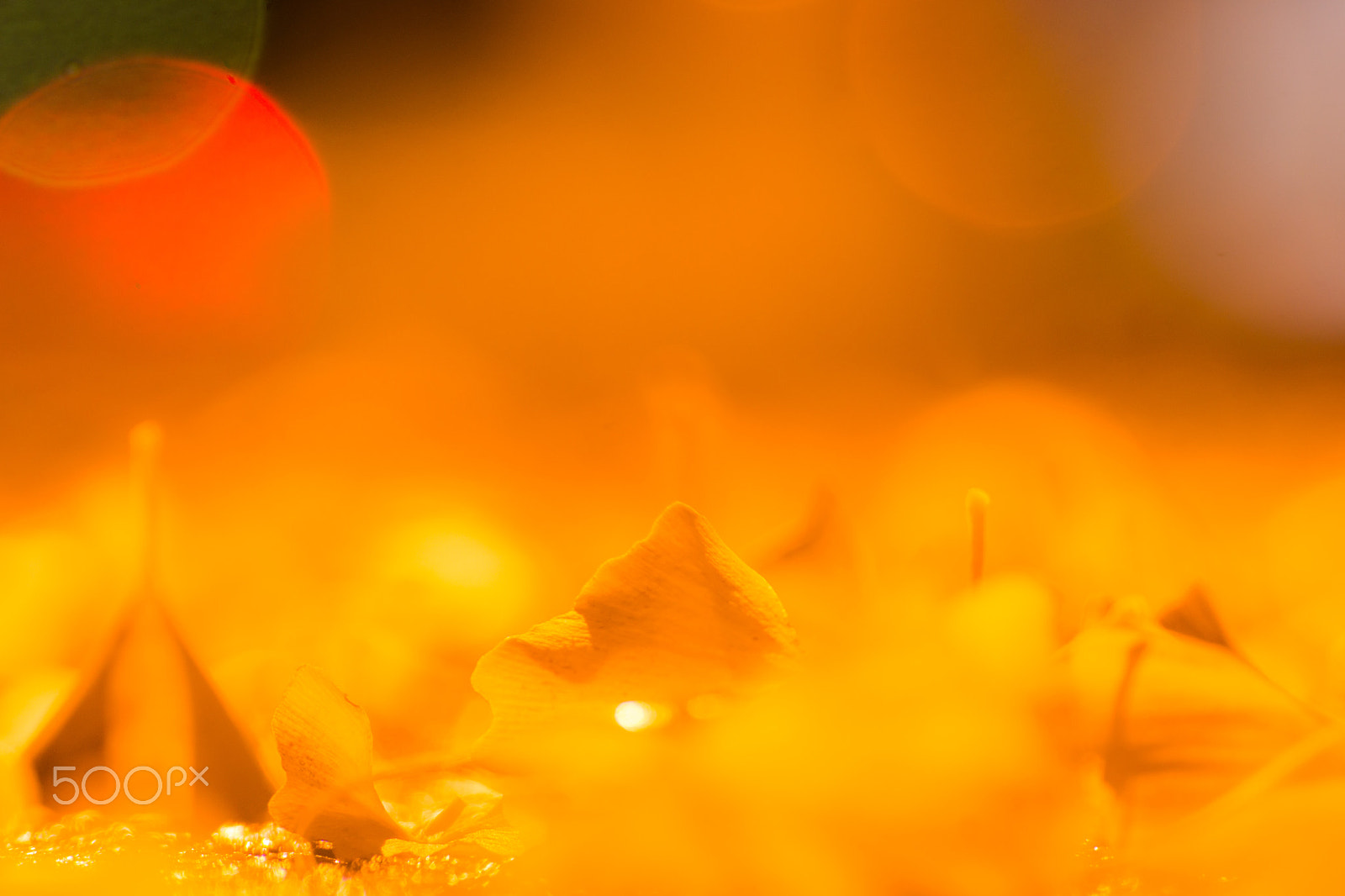 Tamron SP 70-300mm F4-5.6 Di USD sample photo. Night leaf photography
