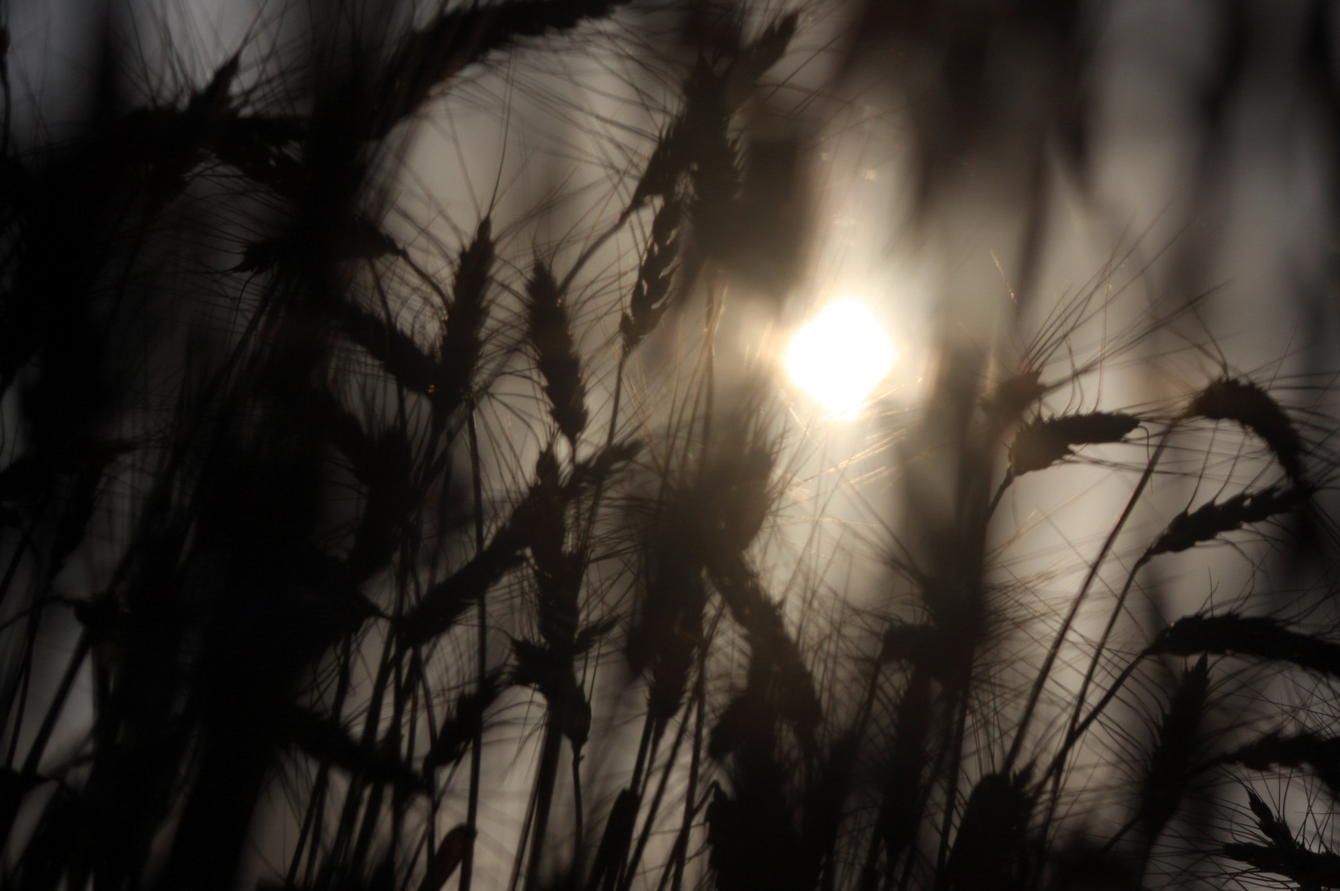 Canon EF 90-300mm F4.5-5.6 sample photo. Sun filter photography