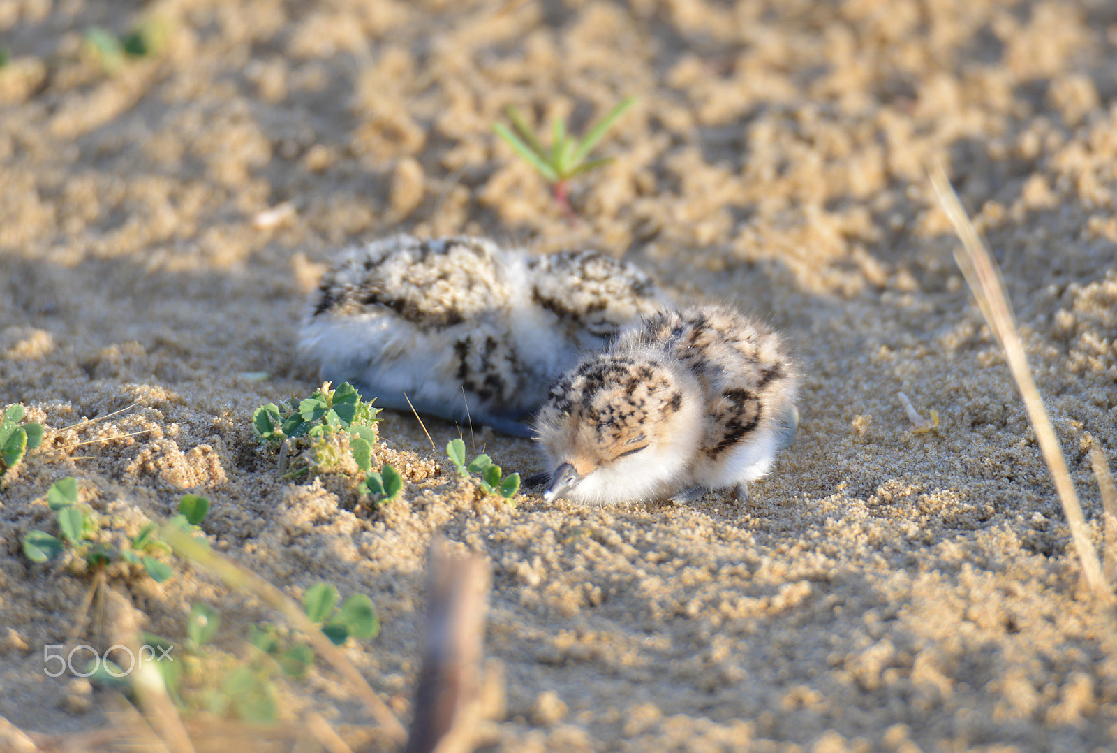 Nikon D800E + Tamron SP 150-600mm F5-6.3 Di VC USD sample photo. Piccoli di fratino photography