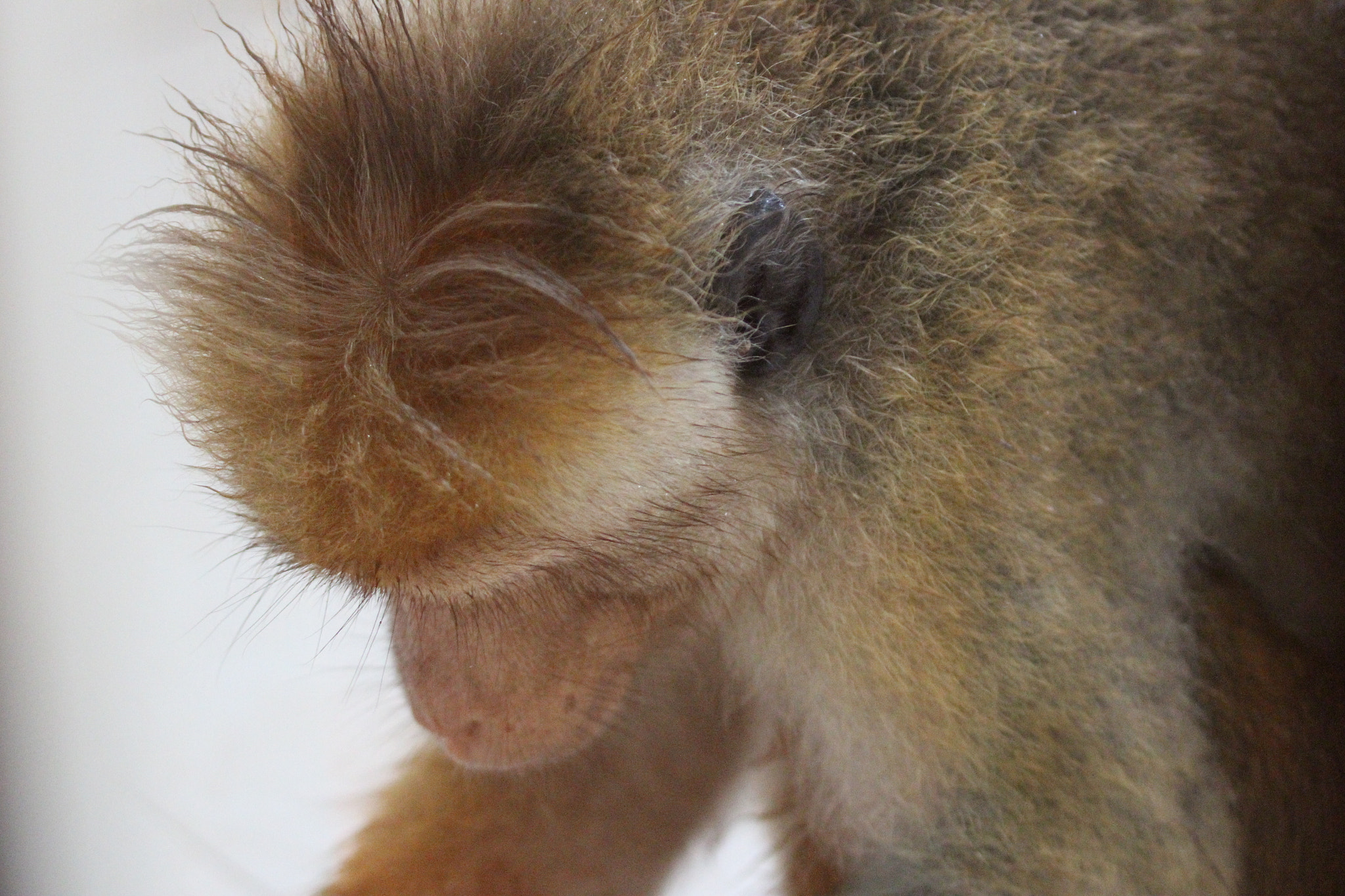 Canon EF 70-300mm F4-5.6L IS USM sample photo. Pensive primate.jpg photography