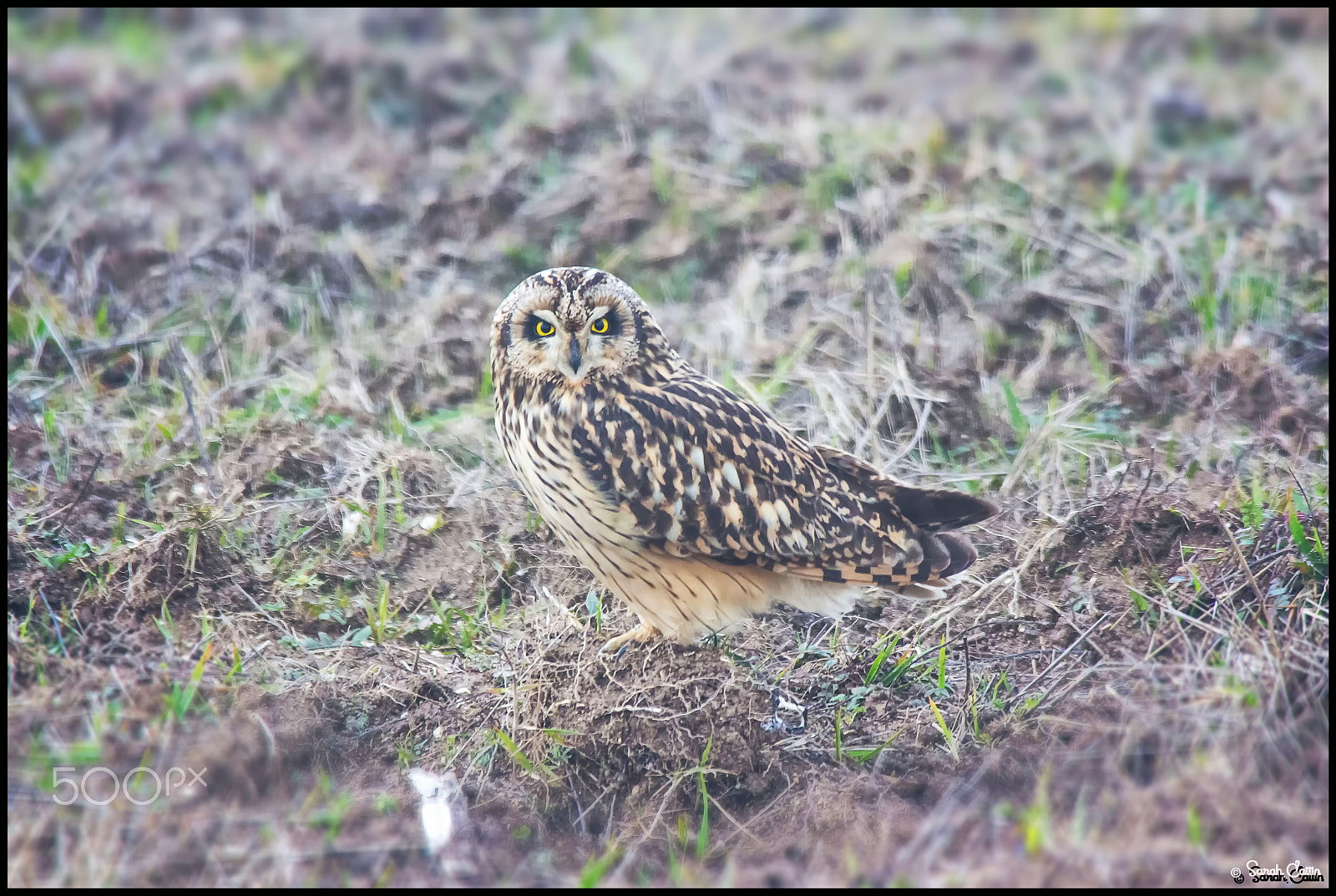Canon EOS 700D (EOS Rebel T5i / EOS Kiss X7i) + Canon EF 100-300mm f/5.6 sample photo. Hibou des marais photography