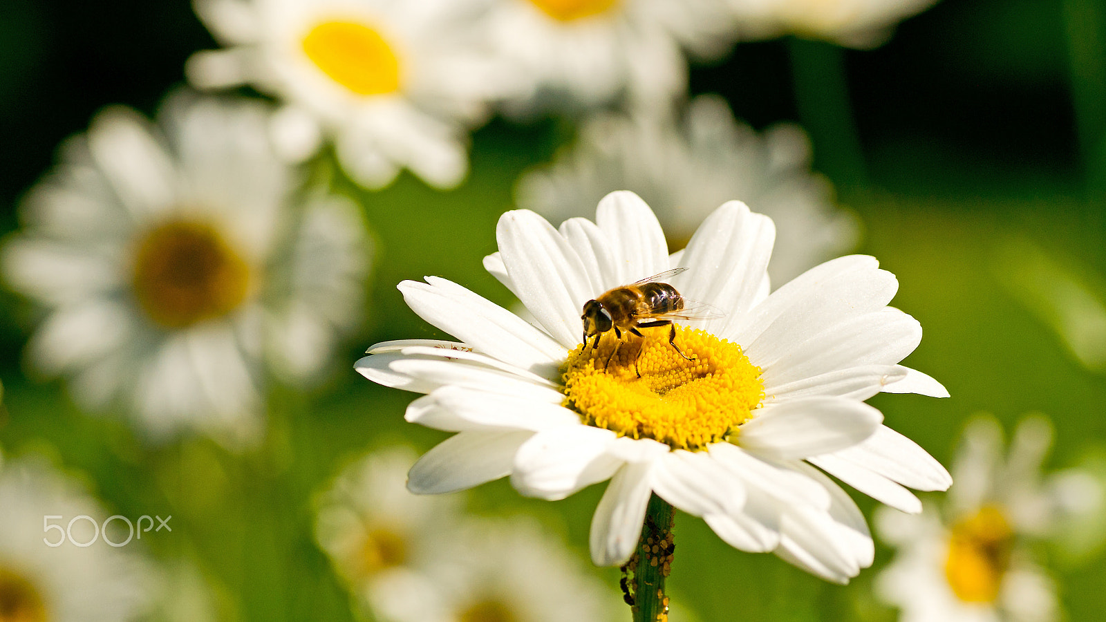 Sony Alpha DSLR-A850 + Tamron SP AF 90mm F2.8 Di Macro sample photo. The flower and the bee. photography