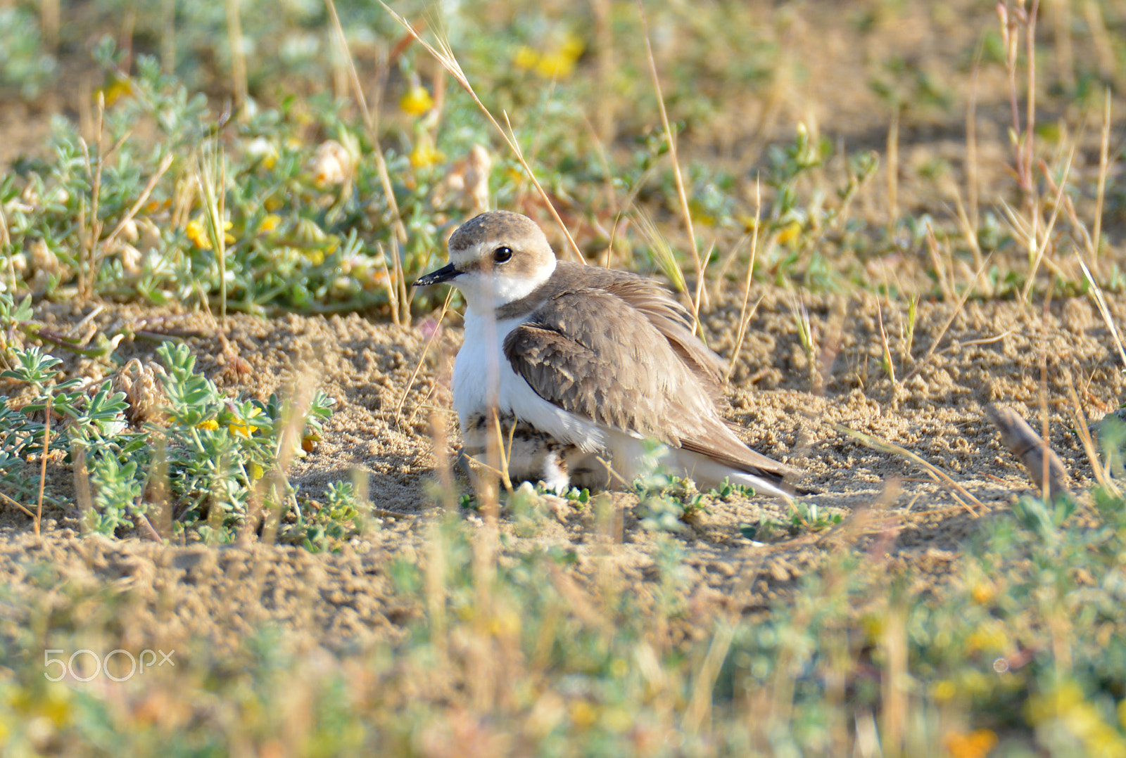 Nikon D800E + Tamron SP 150-600mm F5-6.3 Di VC USD sample photo. I primi passi photography