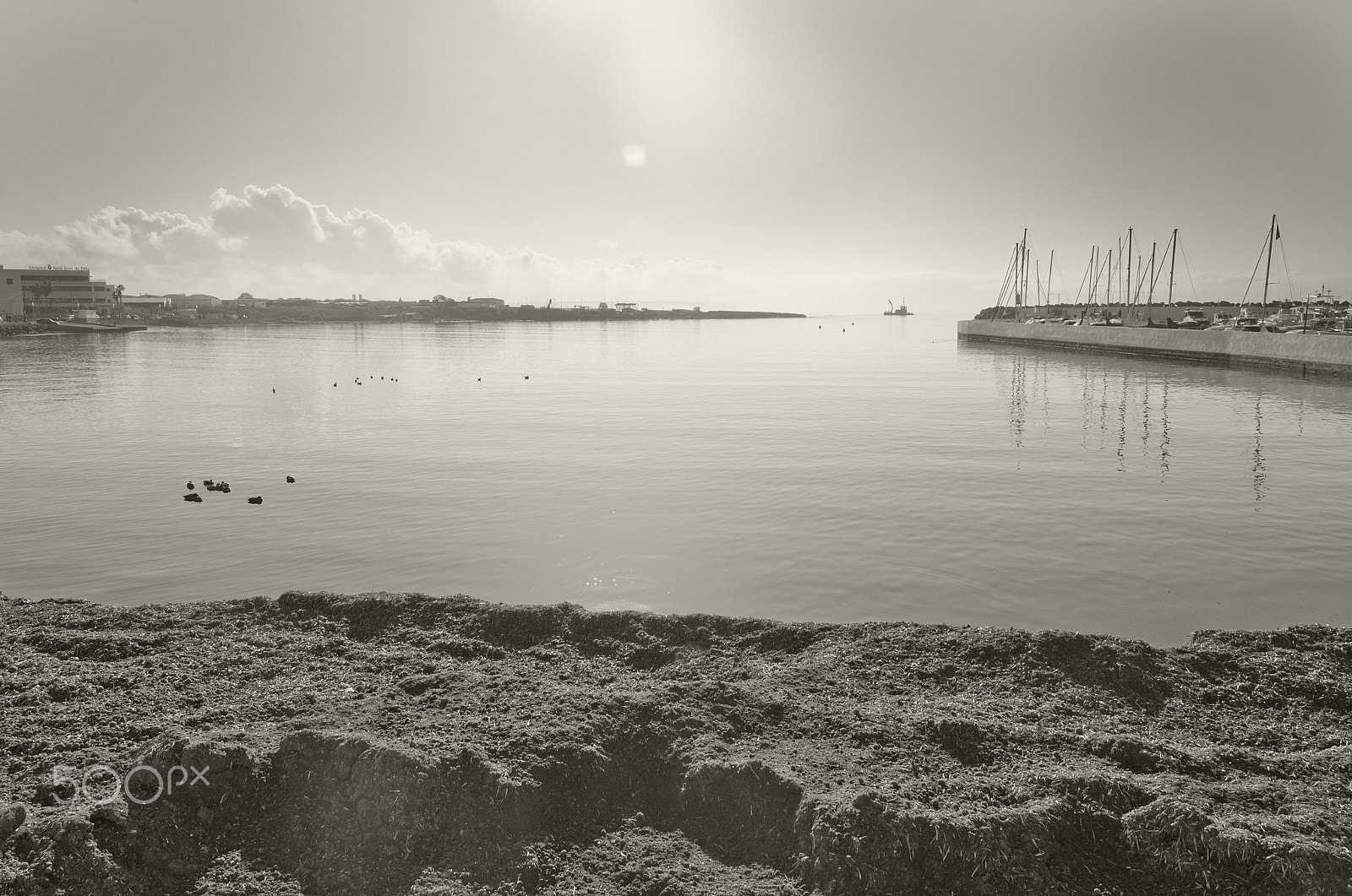 Sigma 8mm F3.5 EX DG Circular Fisheye sample photo. Seagulls and mallards photography