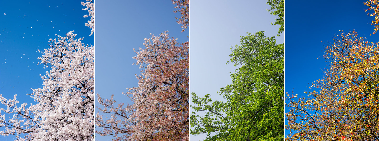 Canon EOS-1Ds Mark III sample photo. Sakura tree no. 29 photography