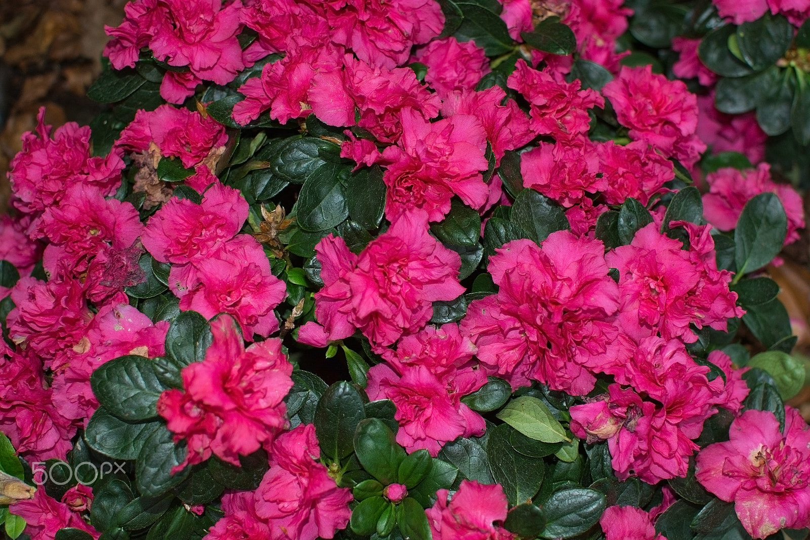 Nikon D7100 + Nikkor 500mm f/4 P ED IF sample photo. Pink azalea flowers background photography