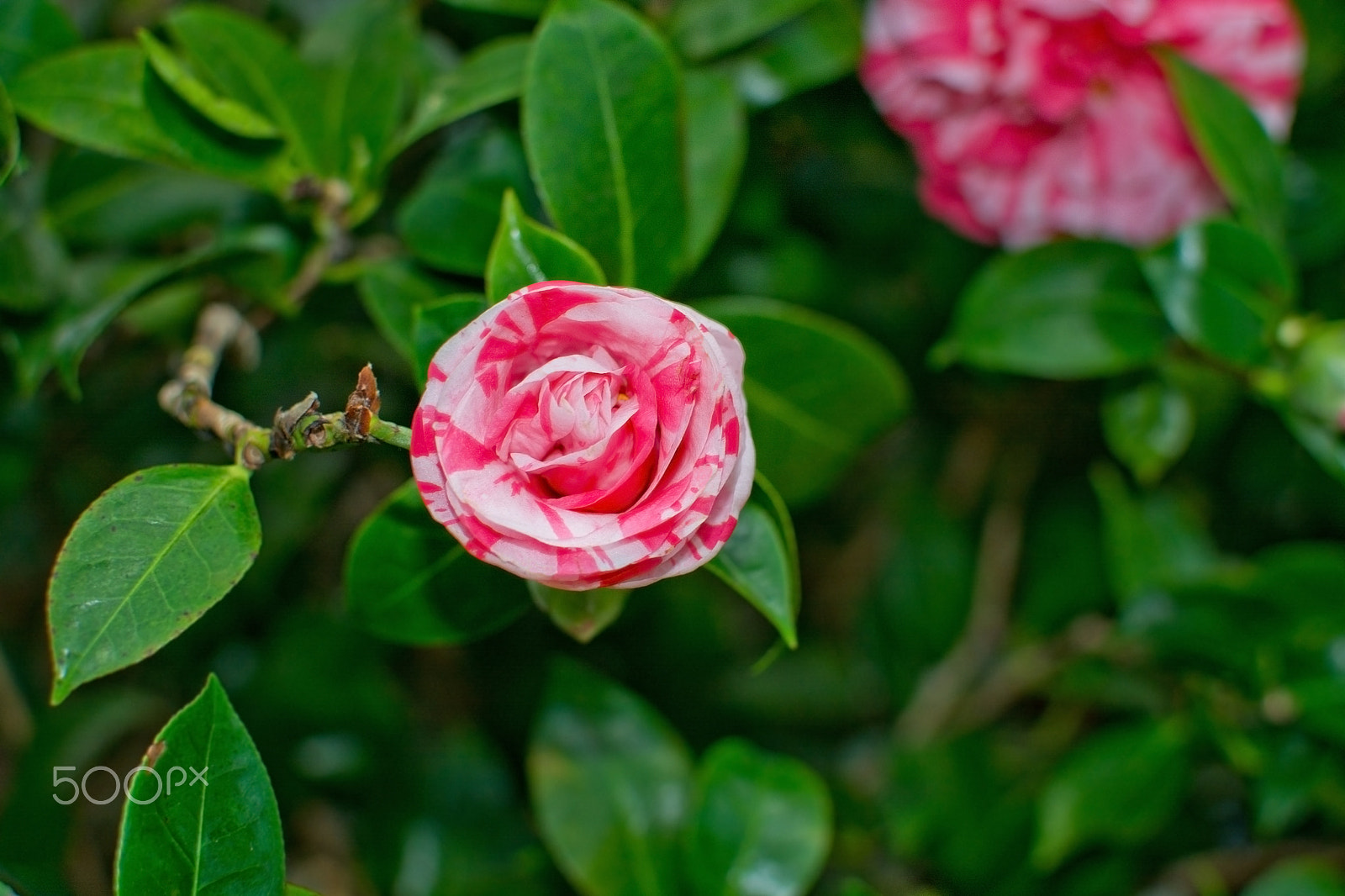 Nikon D7100 + AF Nikkor 28mm f/2.8 sample photo. Red and white chamellia flower closeup photography