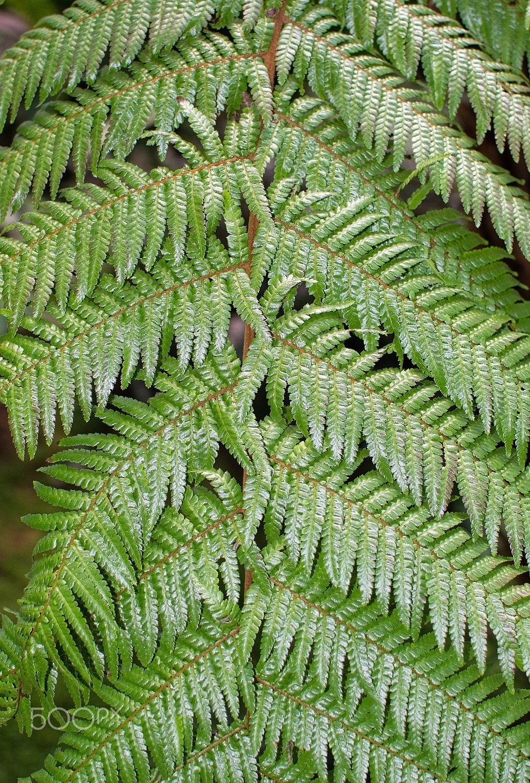 AF Zoom-Nikkor 24-50mm f/3.3-4.5 sample photo. Green fern closeup photography
