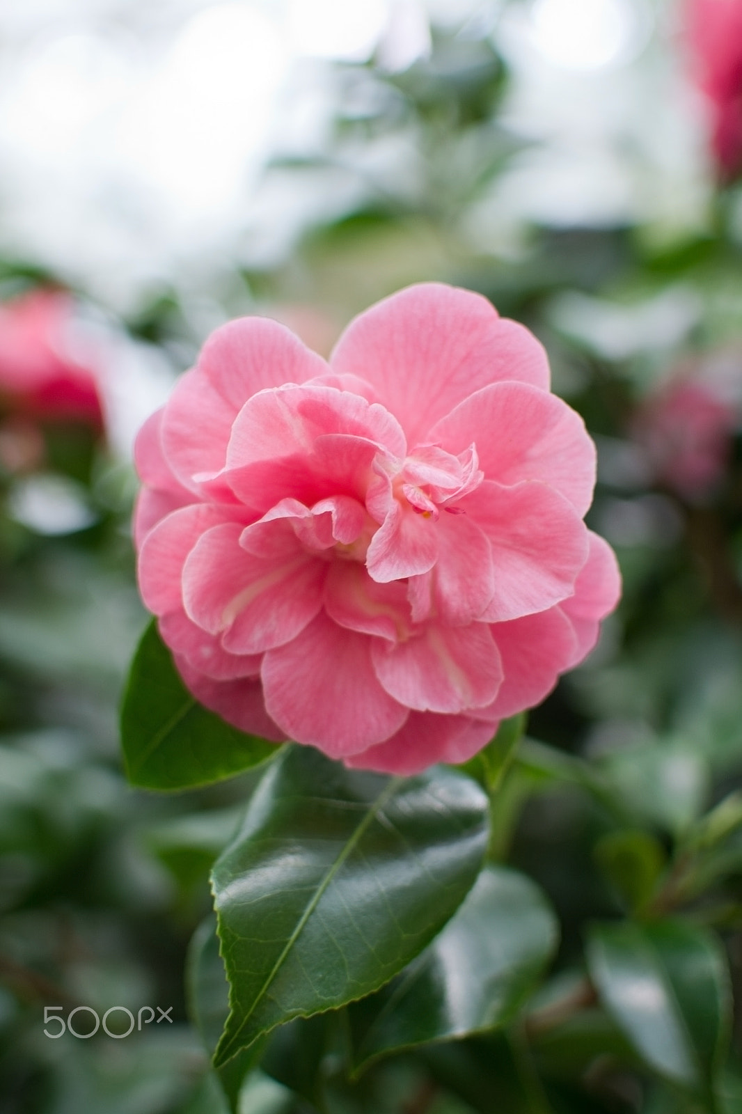 Nikon D7100 + Nikon AF-S Nikkor 35mm F1.4G sample photo. Pink chamellia flower closeup photography