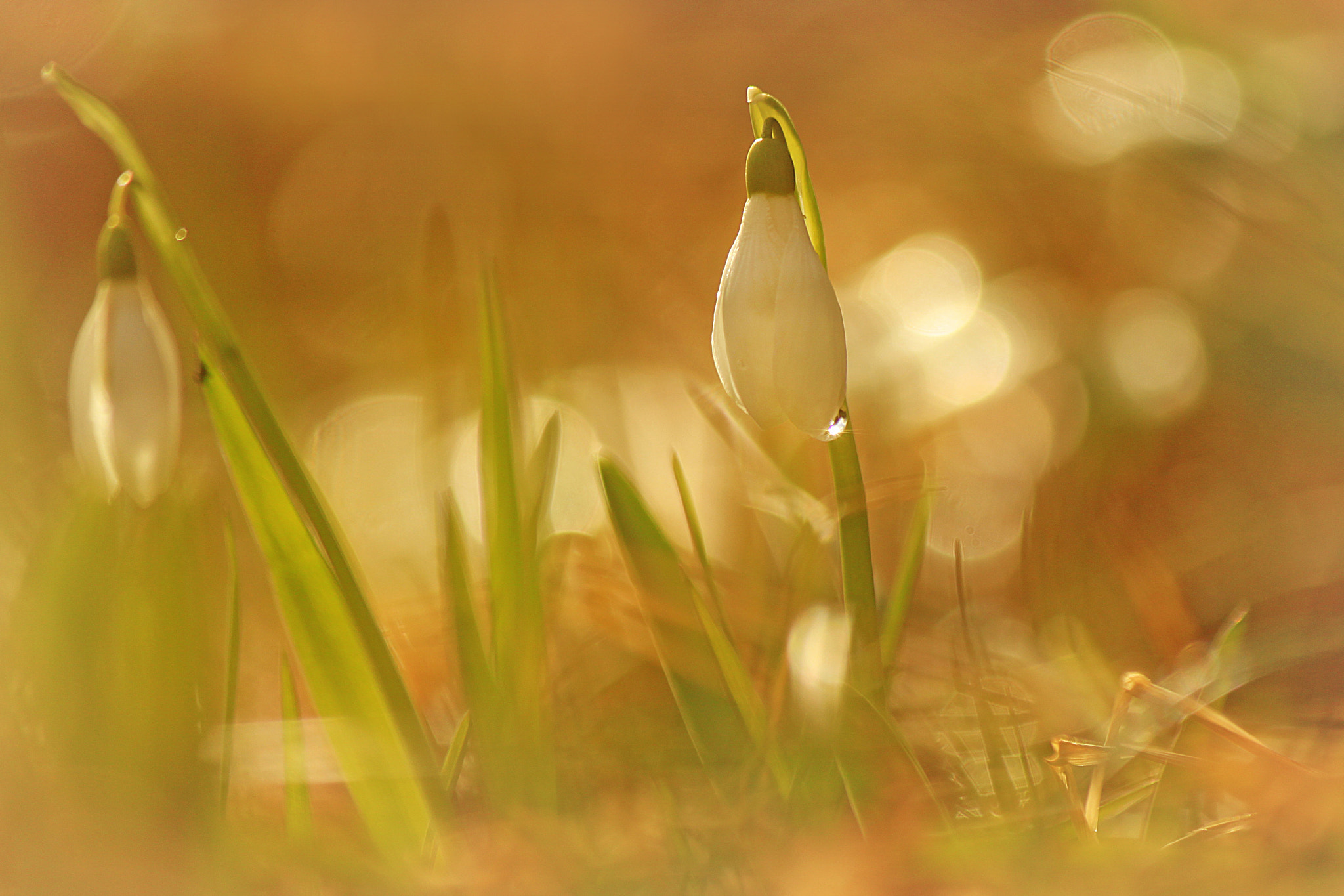 Canon EOS 500D (EOS Rebel T1i / EOS Kiss X3) sample photo. Whisper of spring photography
