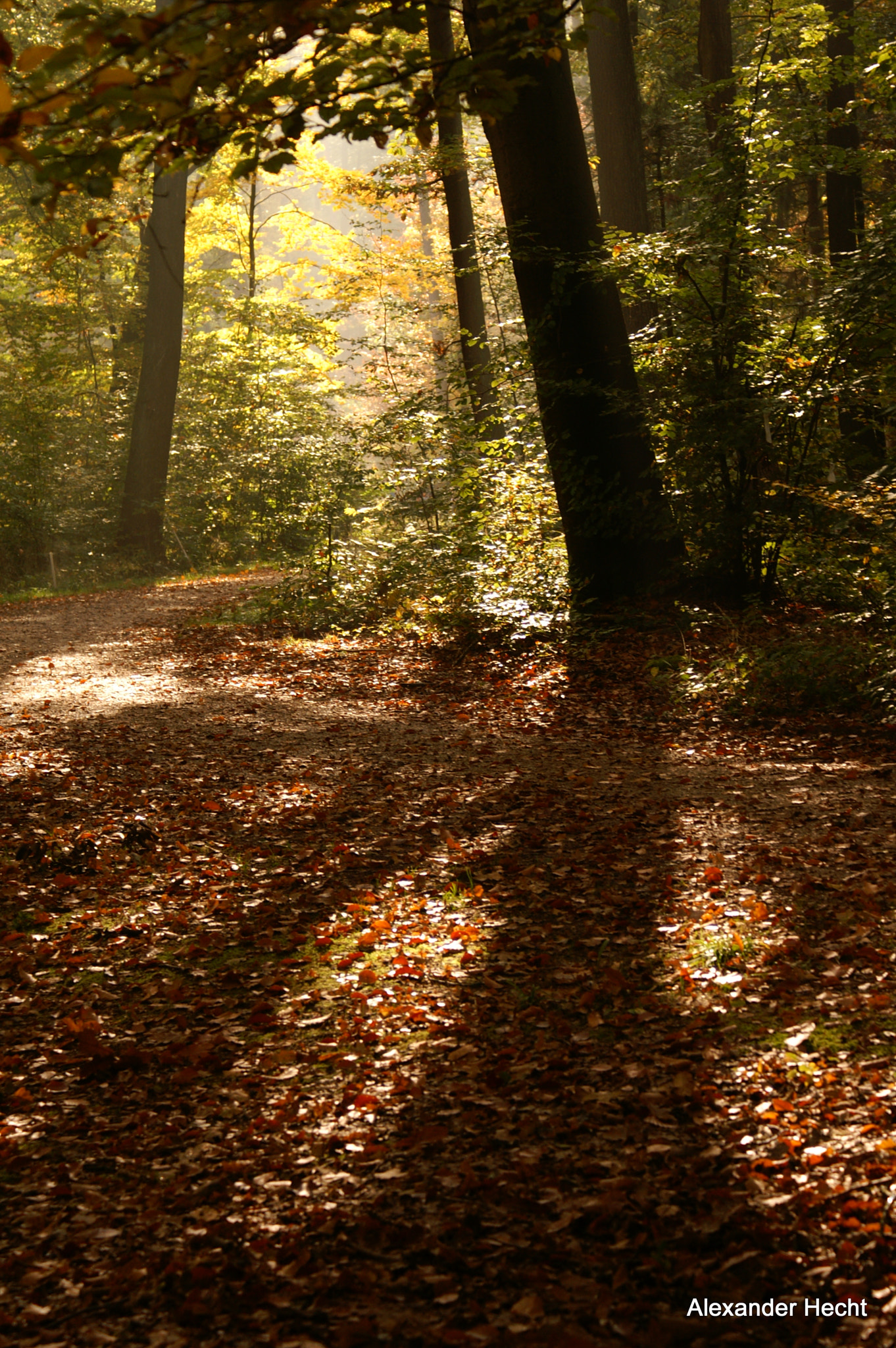 KONICA MINOLTA DYNAX 5D sample photo. Abend im wald photography