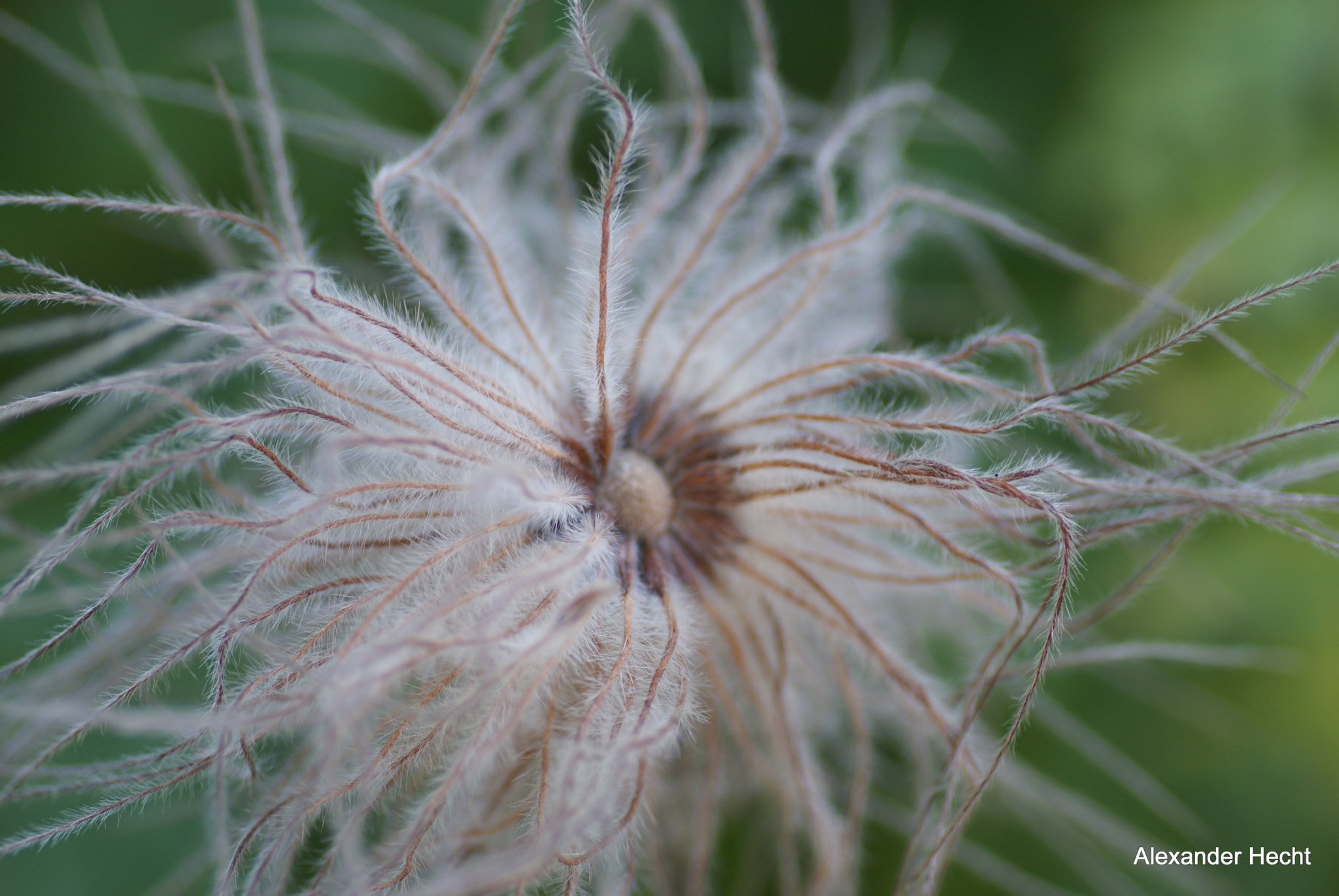 Tamron SP AF 90mm F2.8 Di Macro sample photo. Wilde frisur photography