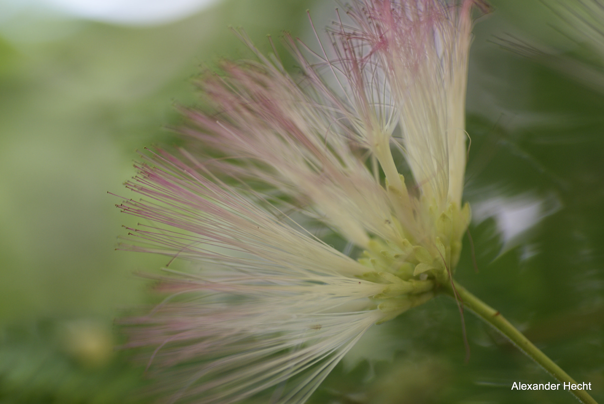 Tamron SP AF 90mm F2.8 Di Macro sample photo. Wedel photography