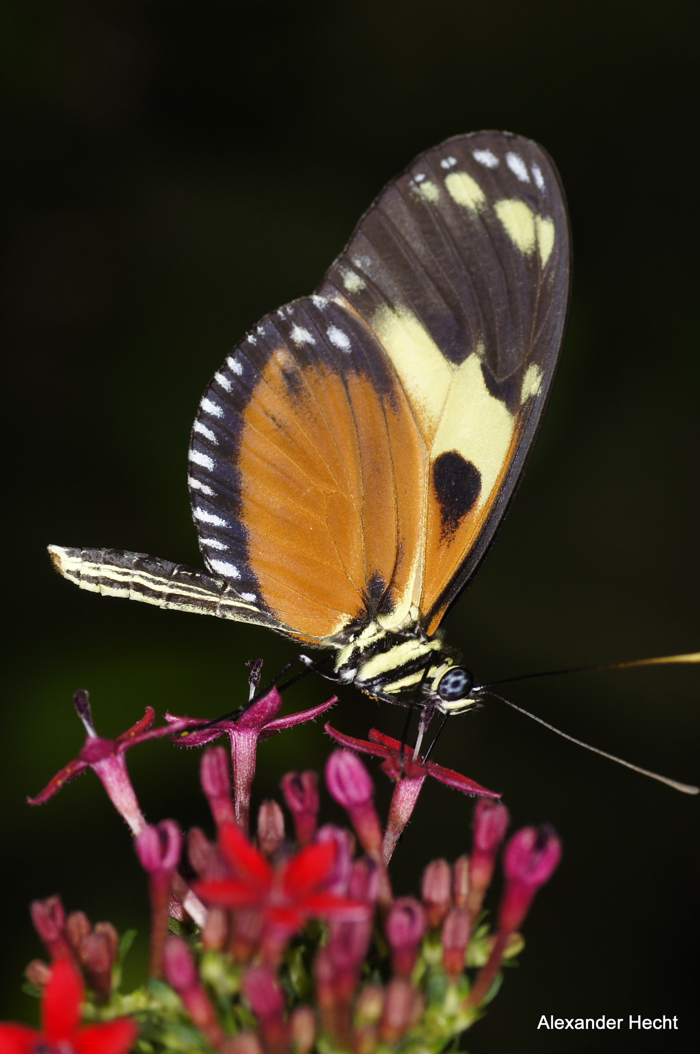 Tamron SP AF 90mm F2.8 Di Macro sample photo. Schmetterling photography