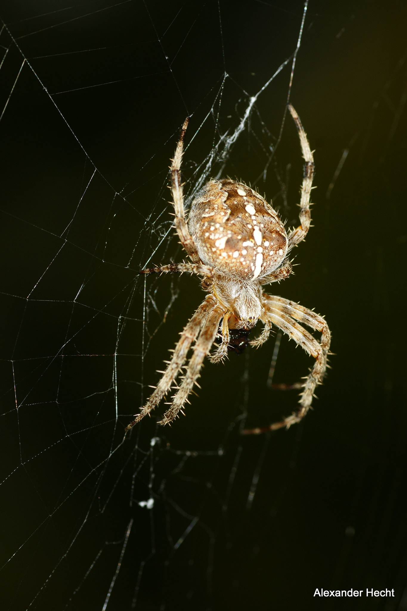 Sony Alpha DSLR-A700 + Tamron SP AF 90mm F2.8 Di Macro sample photo. Spiderwoman photography