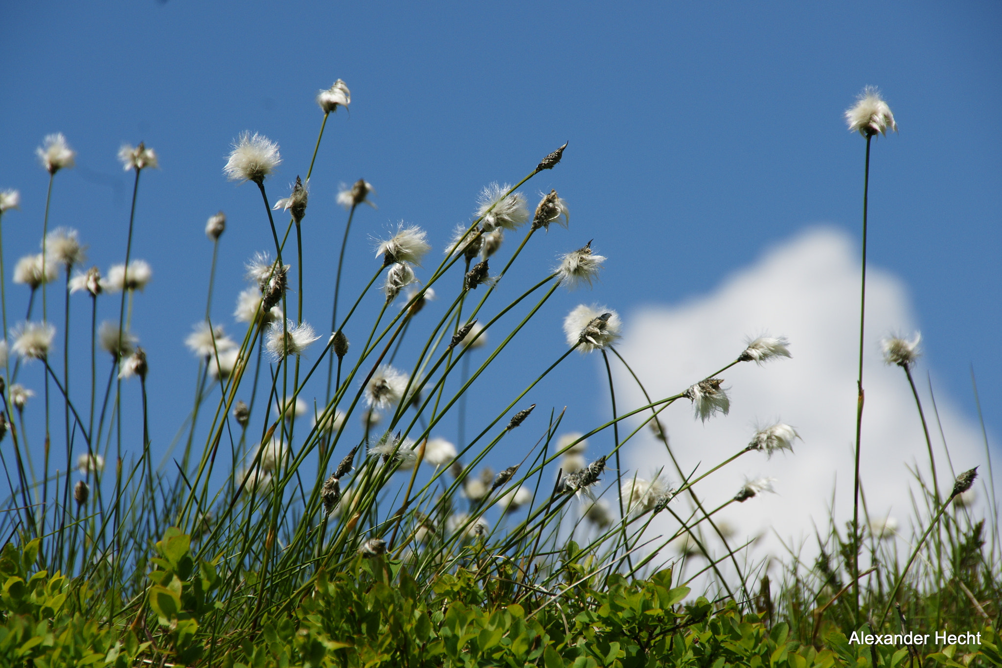 Sony Alpha DSLR-A700 + Tamron Lens (255) sample photo. Bergblumen photography