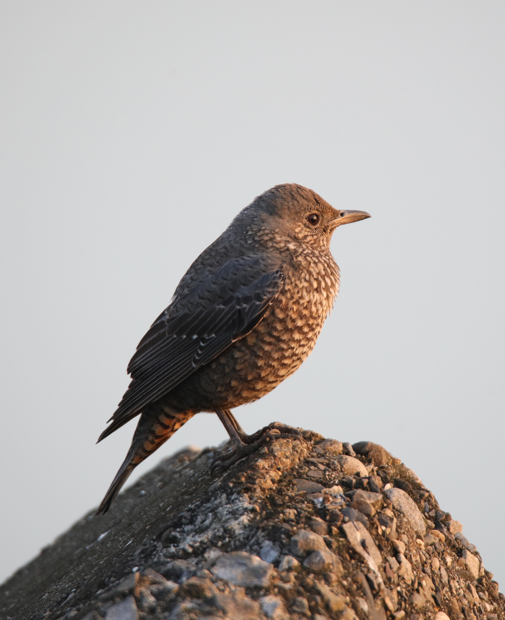 Canon EOS 5DS + Tamron SP 150-600mm F5-6.3 Di VC USD sample photo. Blue rock thrush photography
